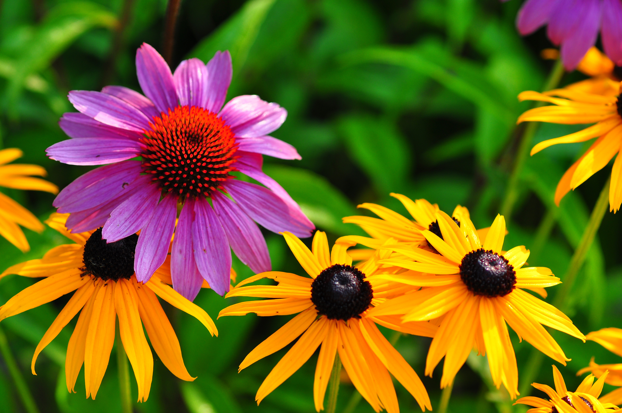 earth, echinacea, colors, flower, pink flower, yellow flower