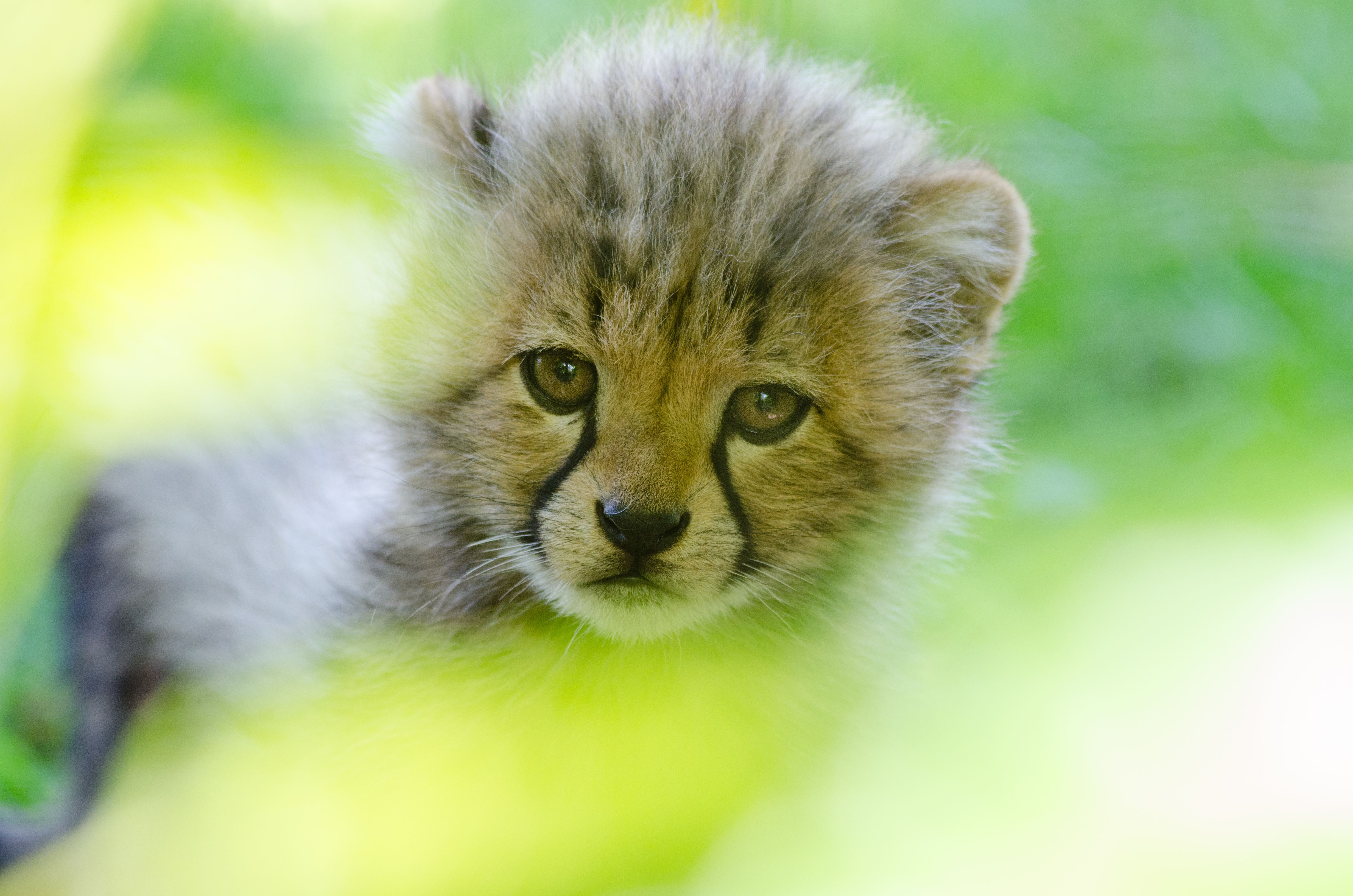 Téléchargez des papiers peints mobile Animaux, Guépard gratuitement.