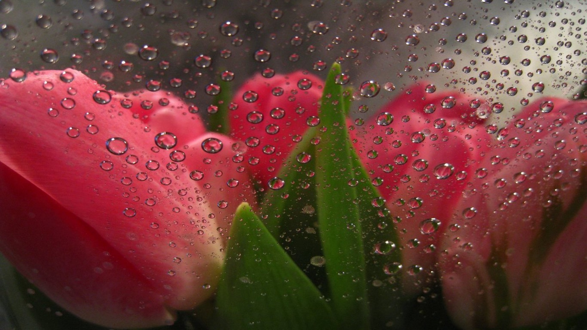 Descarga gratuita de fondo de pantalla para móvil de Gota De Agua, Tulipán, Flores, Flor, Tierra/naturaleza.