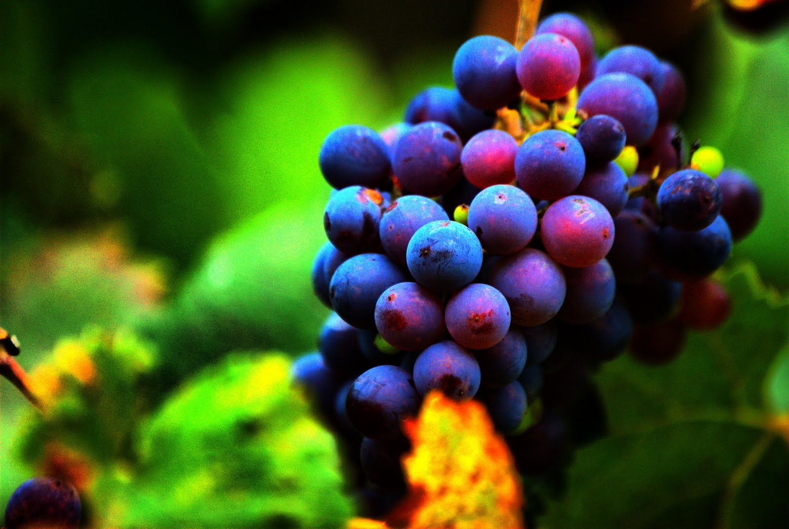 Download mobile wallpaper Fruits, Food, Grapes for free.