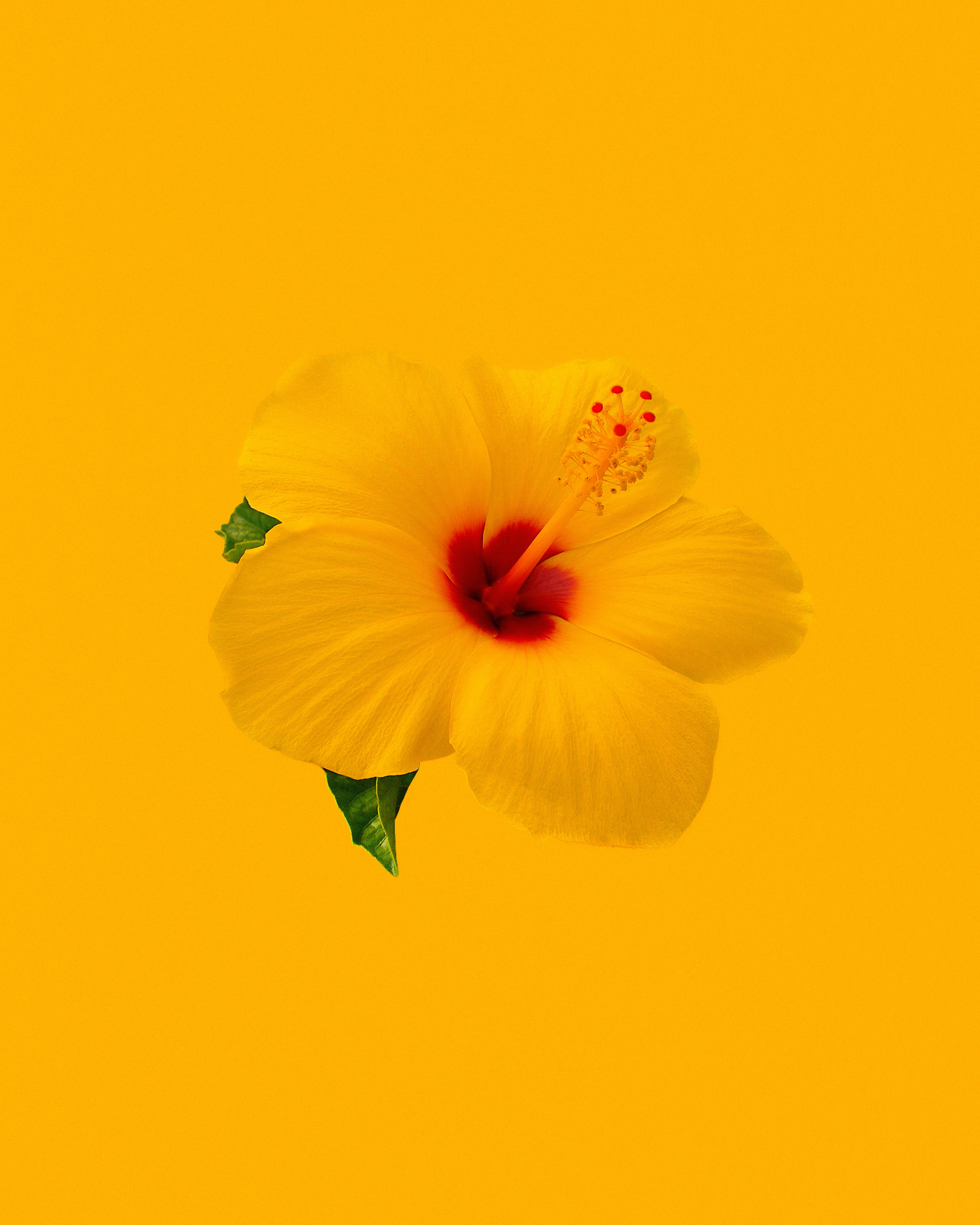 flower, flowers, minimalism, hibiscus, yellow for android