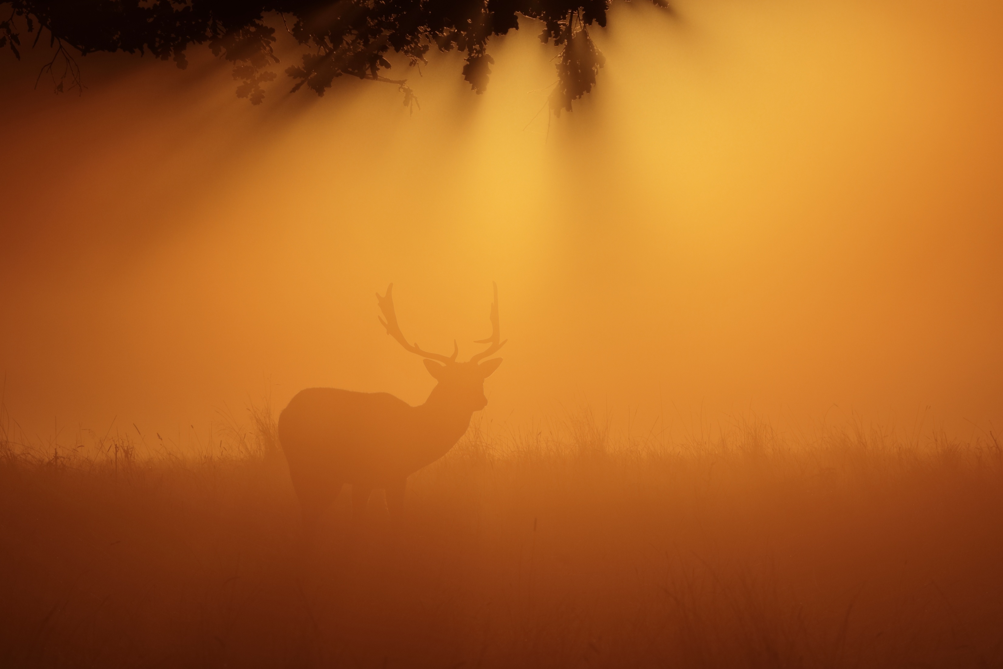 Laden Sie das Tiere, Silhouette, Nebel, Hirsch, Sonnenuntergang, Sonnenstrahl-Bild kostenlos auf Ihren PC-Desktop herunter