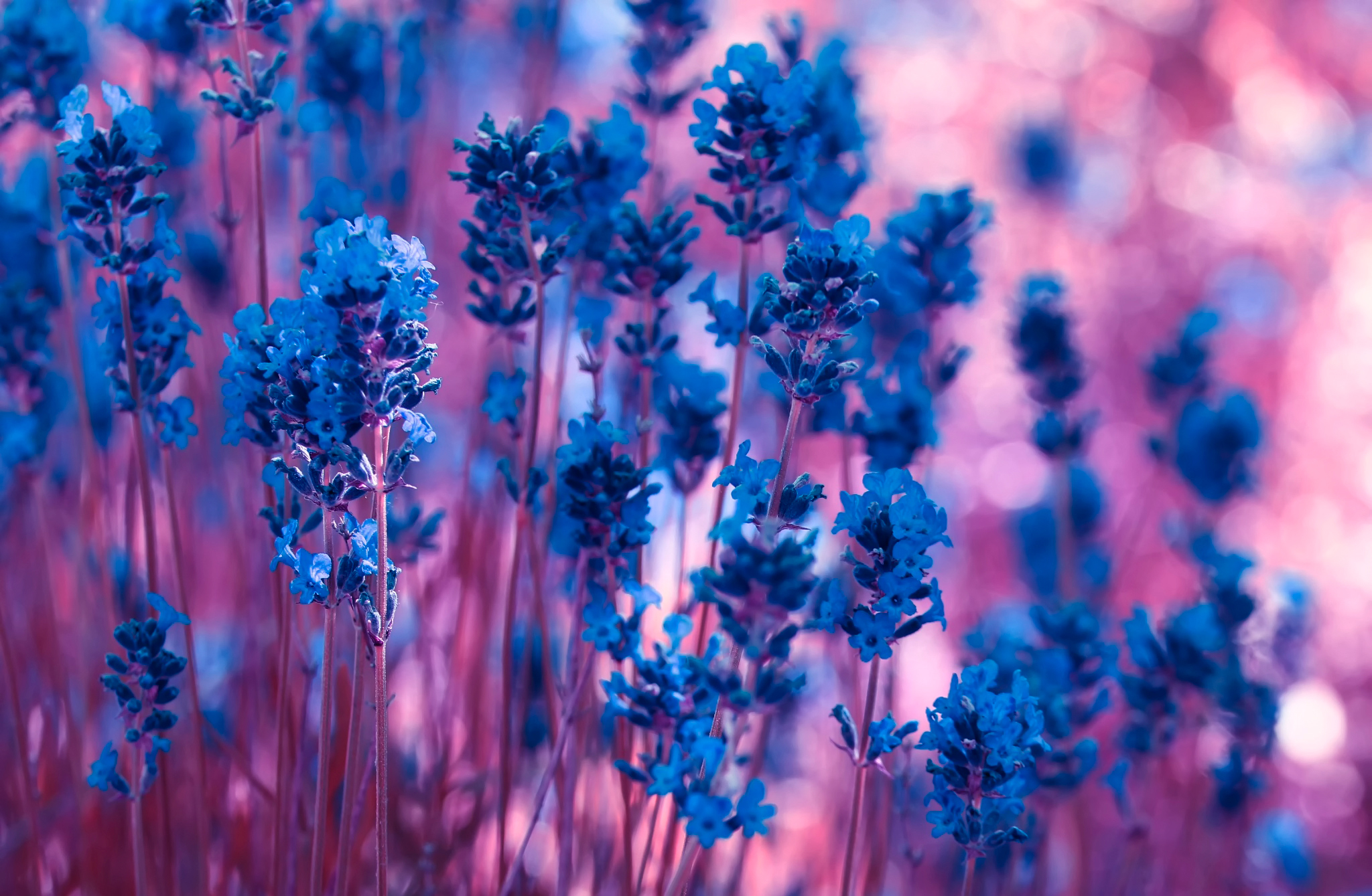 lavender, flowers, macro, stems QHD