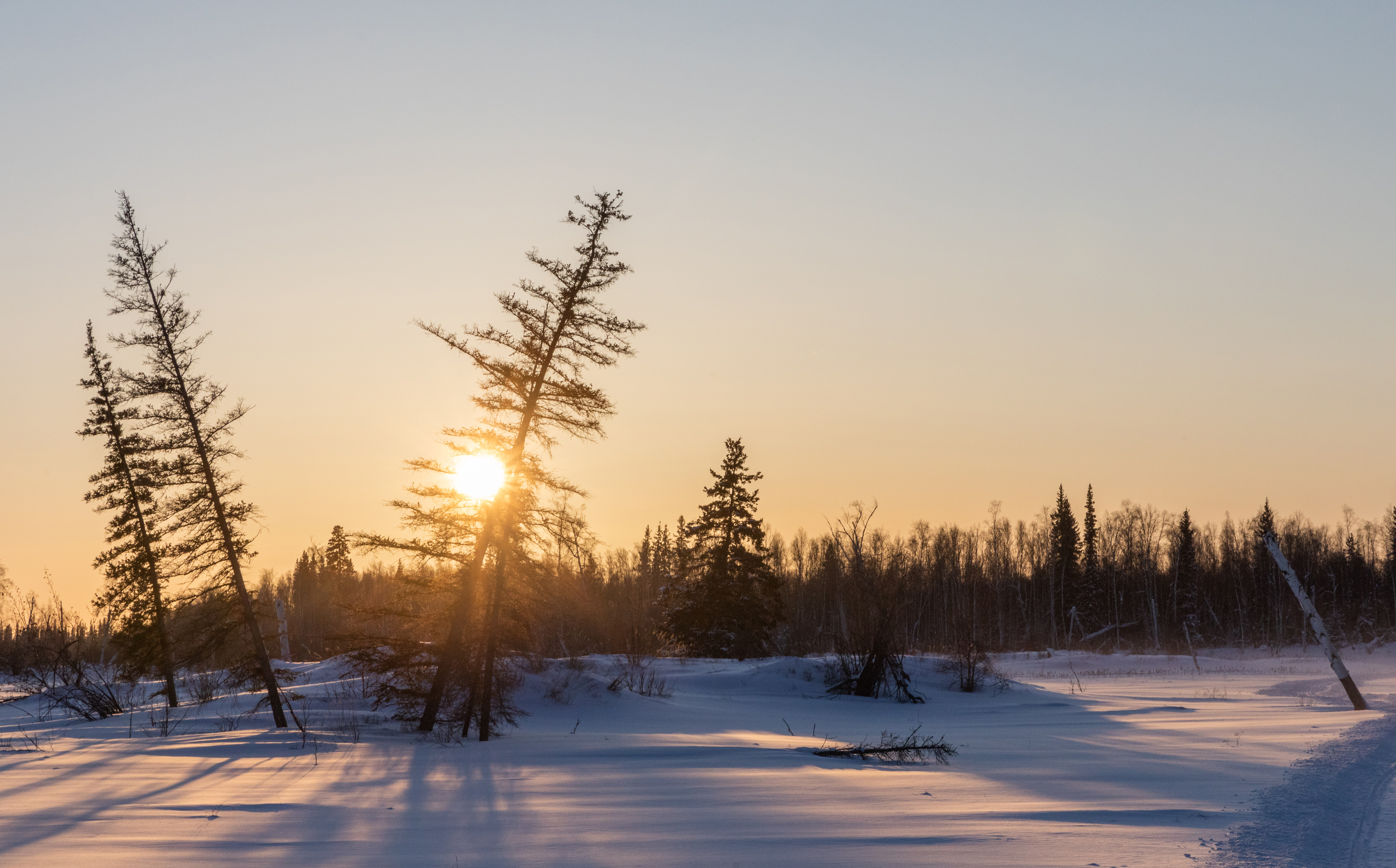 PCデスクトップに冬, 自然, 木, 日没, 雪画像を無料でダウンロード