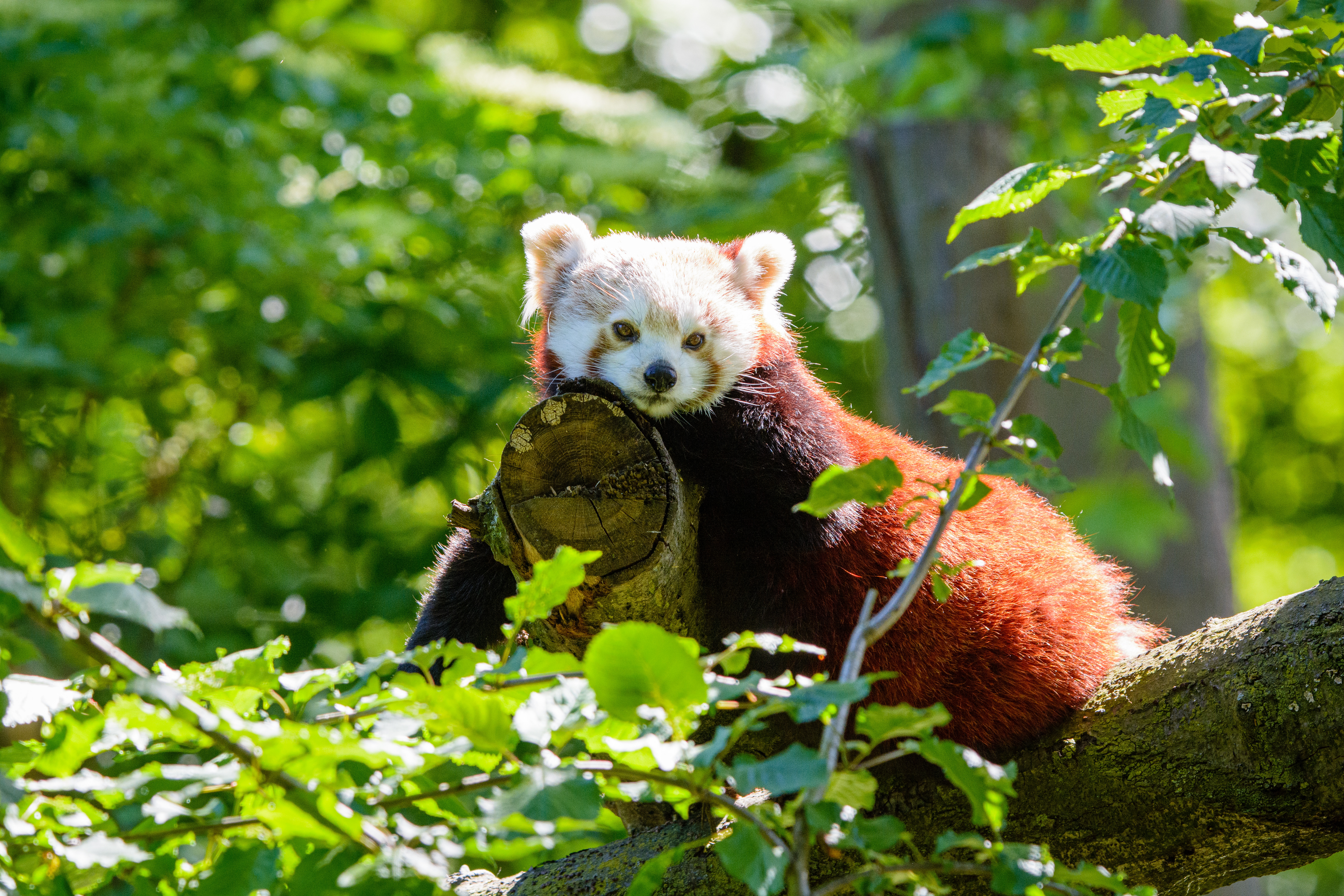 red panda, animals, wood, tree, beast, panda QHD