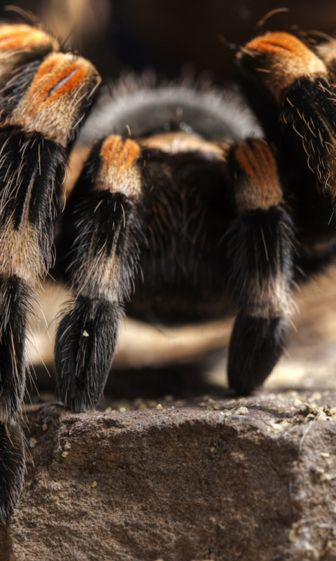 Download mobile wallpaper Spiders, Animal, Tarantula for free.