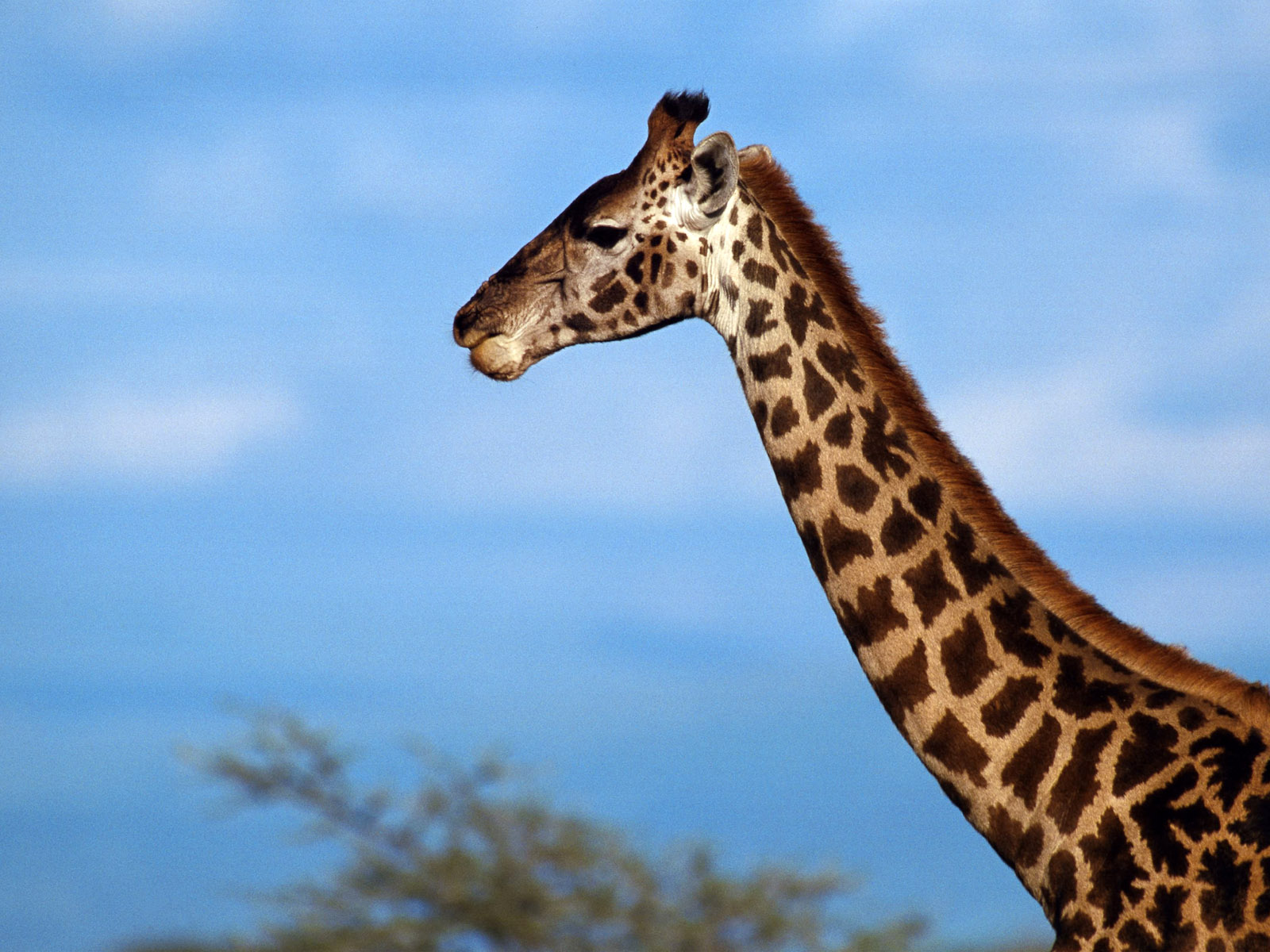 Baixe gratuitamente a imagem Animais, Girafa na área de trabalho do seu PC