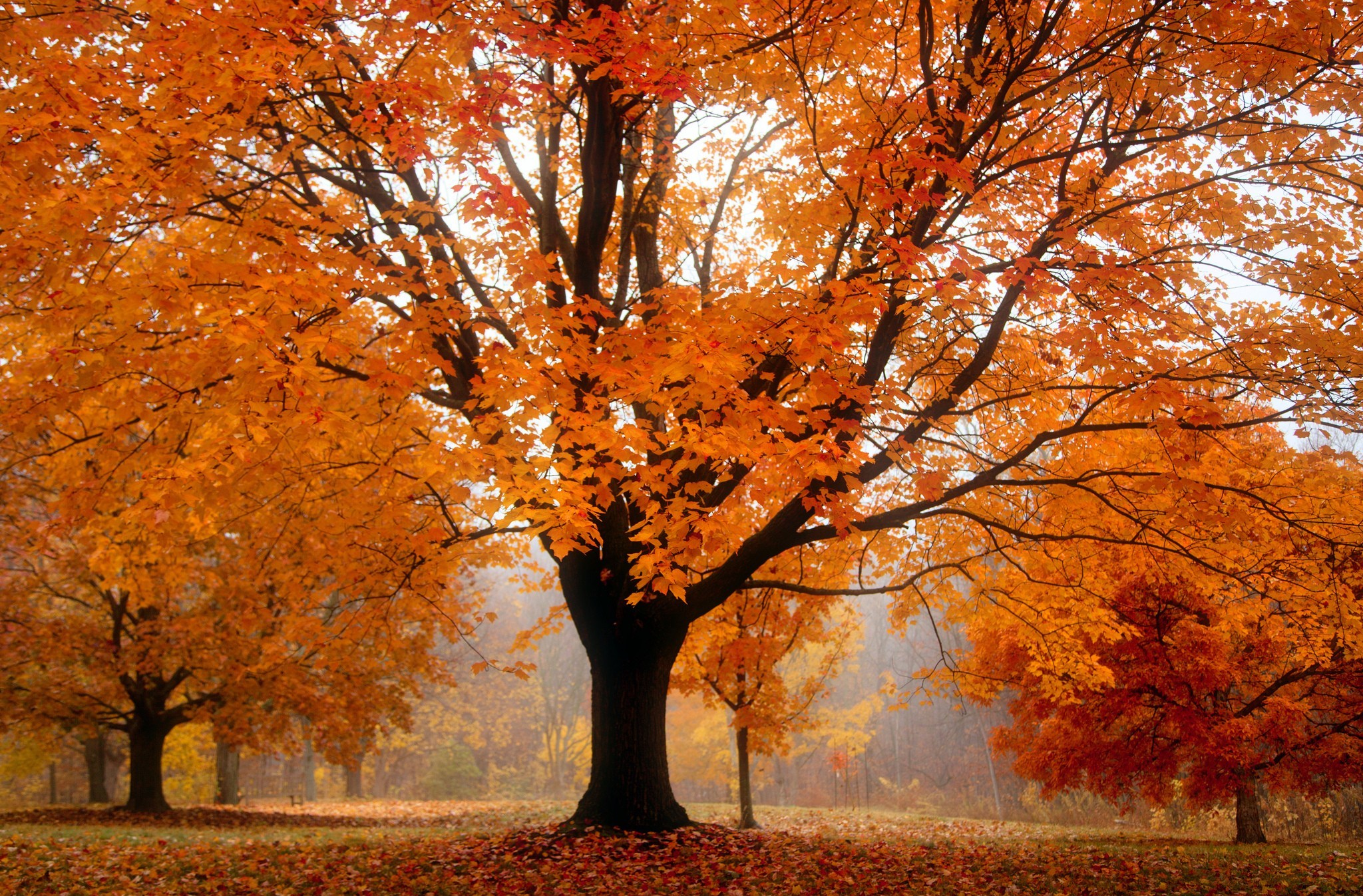 Download mobile wallpaper Wood, Park, Tree, Fall, Earth for free.