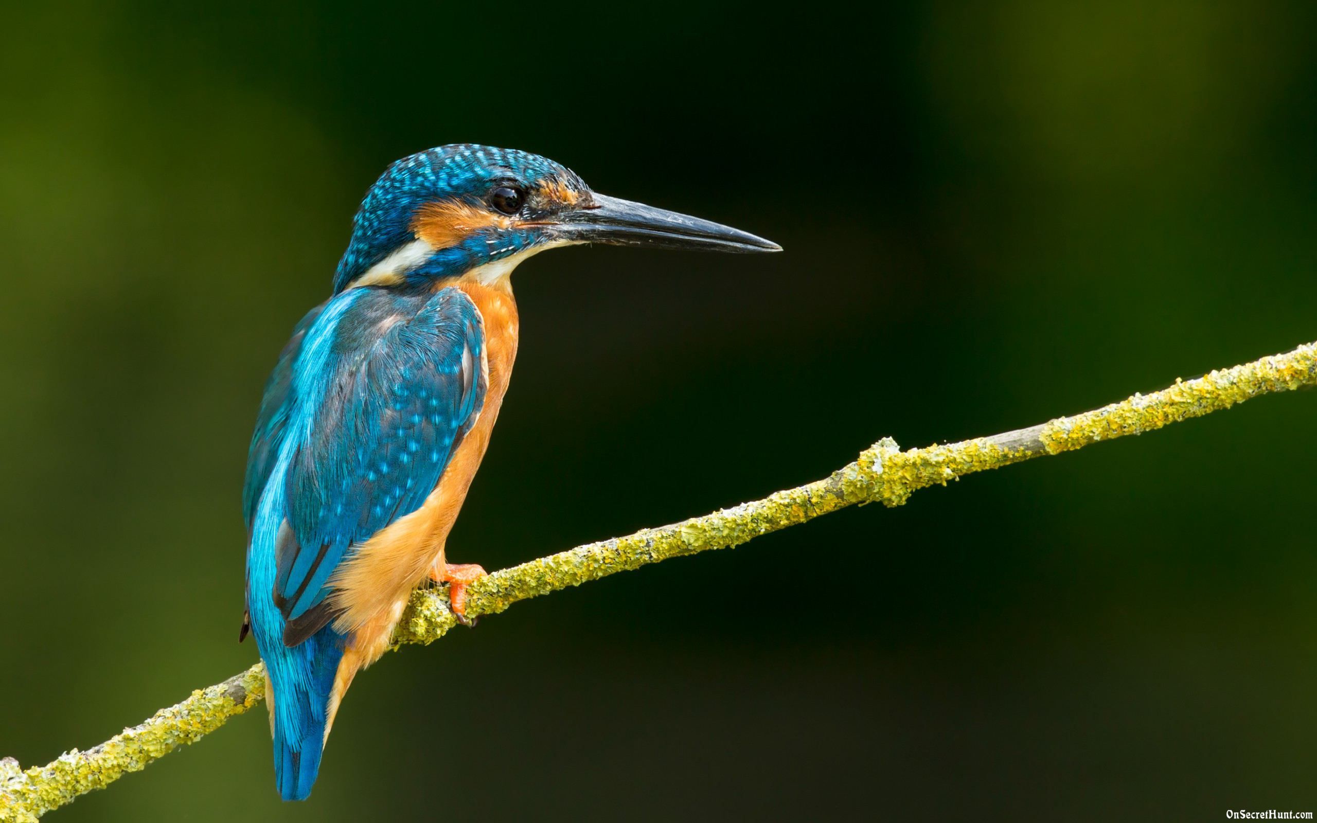 Download mobile wallpaper Bird, Animal, Kingfisher for free.
