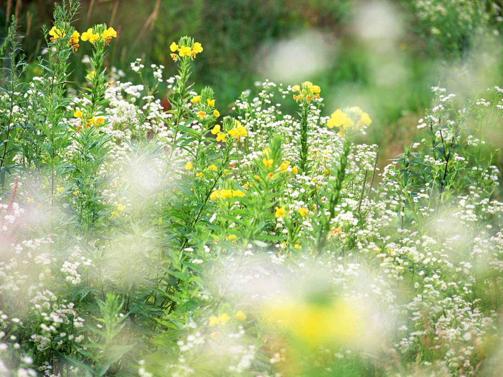 Baixe gratuitamente a imagem Flores, Flor, Terra/natureza na área de trabalho do seu PC