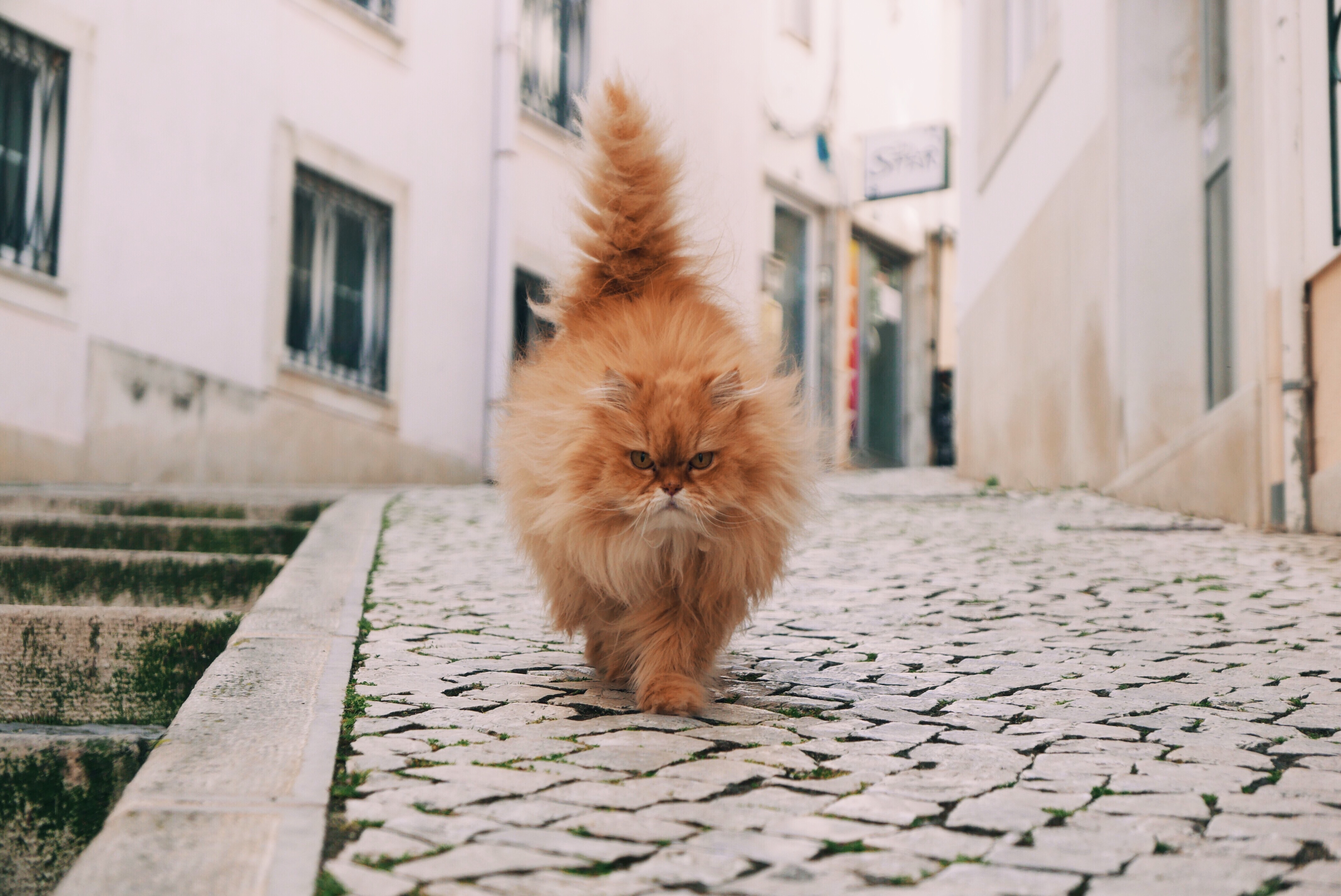Free download wallpaper Animals, Fluffy, Stroll, Cat on your PC desktop