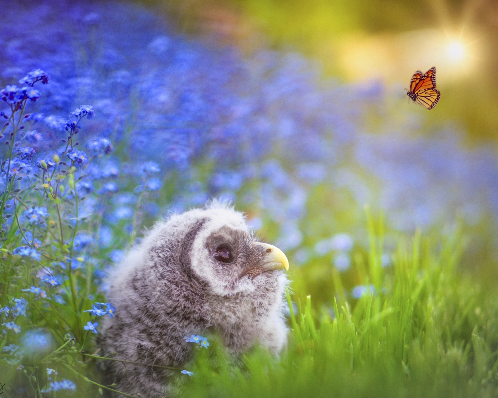 Download mobile wallpaper Birds, Owl, Flower, Bird, Butterfly, Animal, Owlet, Baby Animal for free.