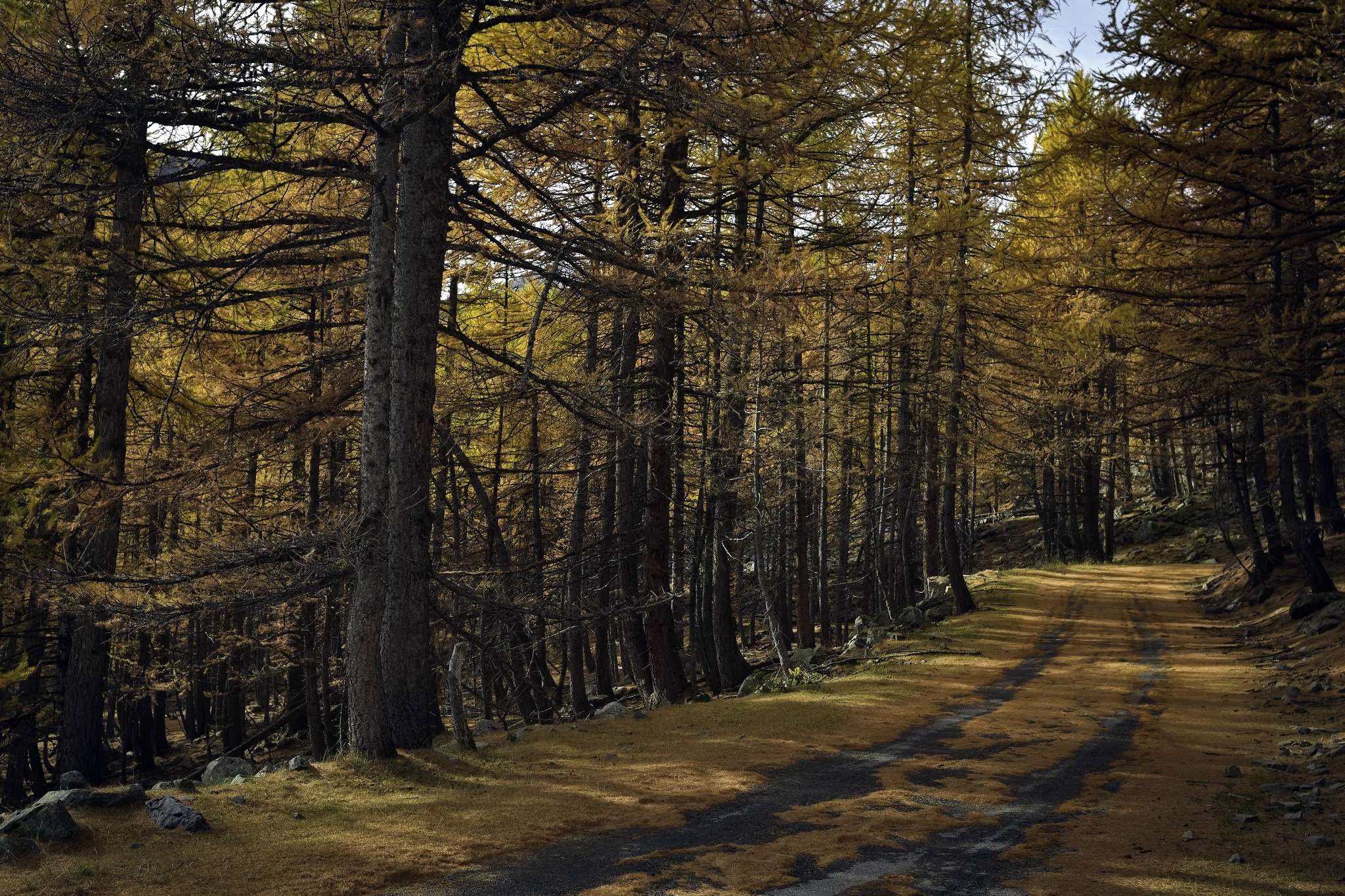 Free download wallpaper Road, Forest, Fall, Path, Man Made on your PC desktop
