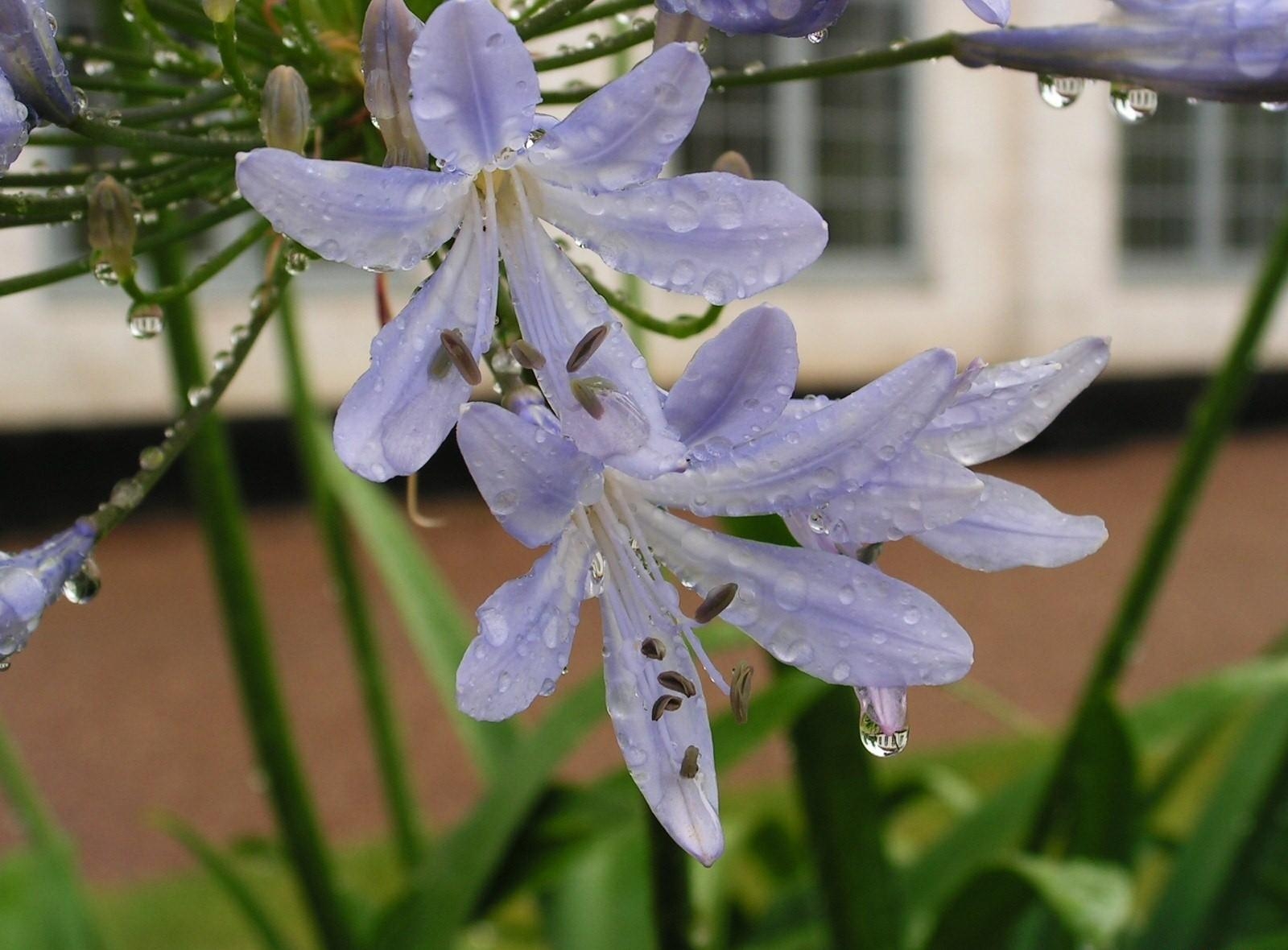 flowers, drops, flower, close up, flower bed, flowerbed, freshness, agapanthus