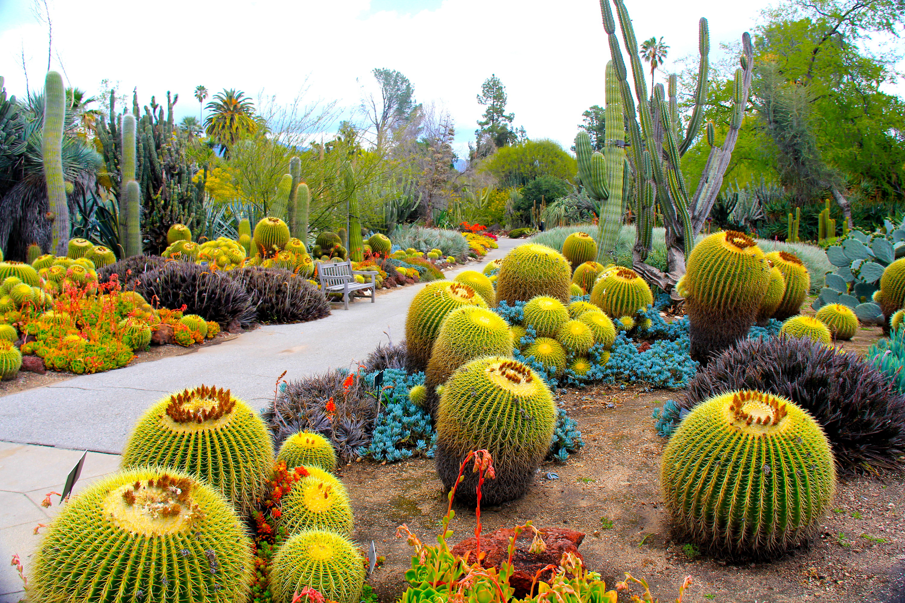 garden, nature, botanical garden, cactuses, usa, united states, california, botanic gardens, san marino