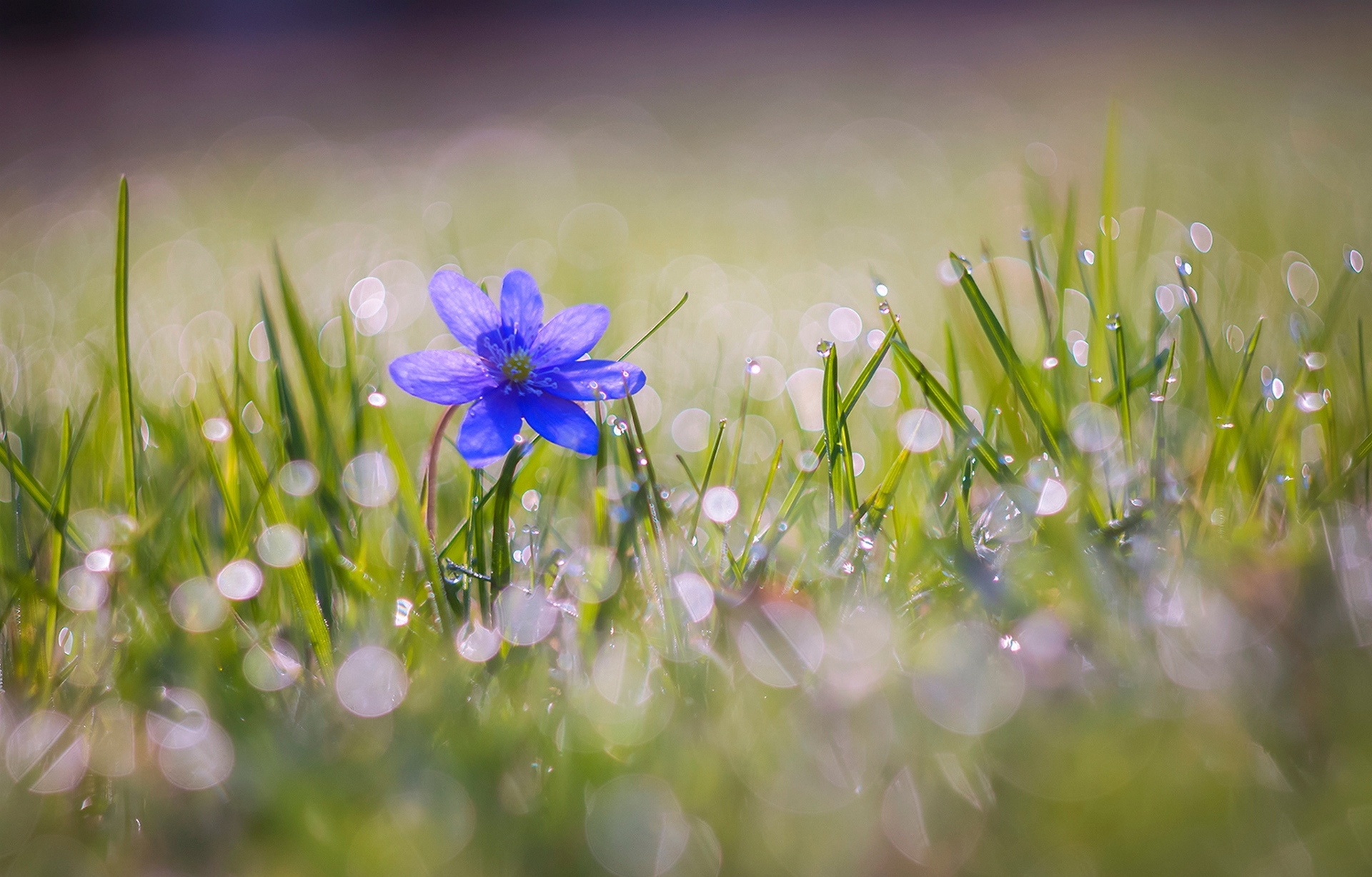 Free download wallpaper Nature, Flowers, Grass, Flower, Macro, Earth, Bokeh, Blue Flower on your PC desktop