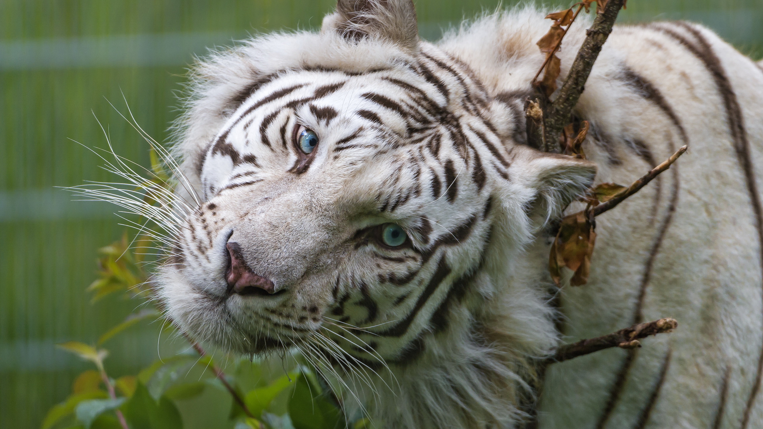 Téléchargez des papiers peints mobile Tigre Blanc, Chats, Animaux gratuitement.