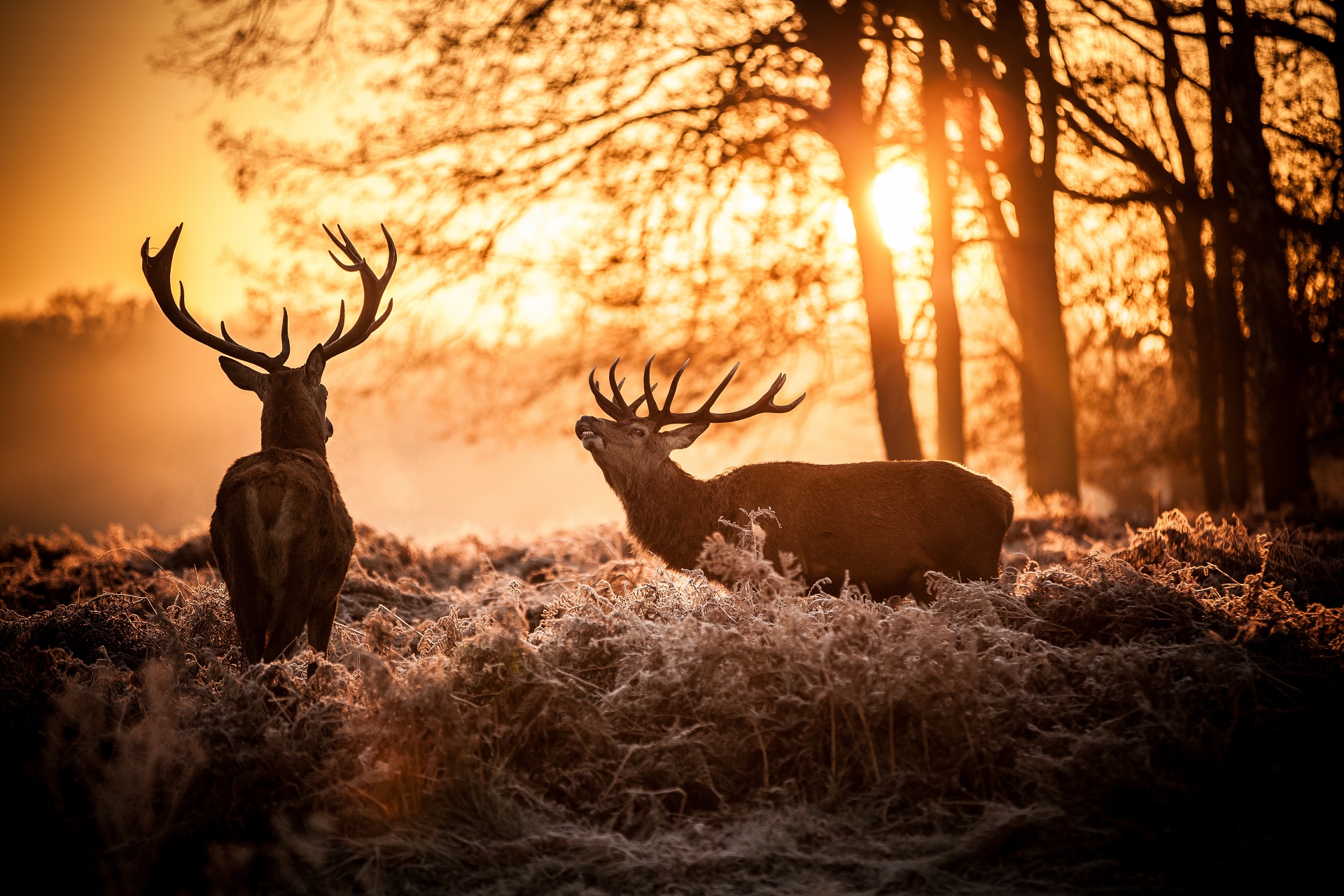 Laden Sie das Tiere, Hirsch-Bild kostenlos auf Ihren PC-Desktop herunter