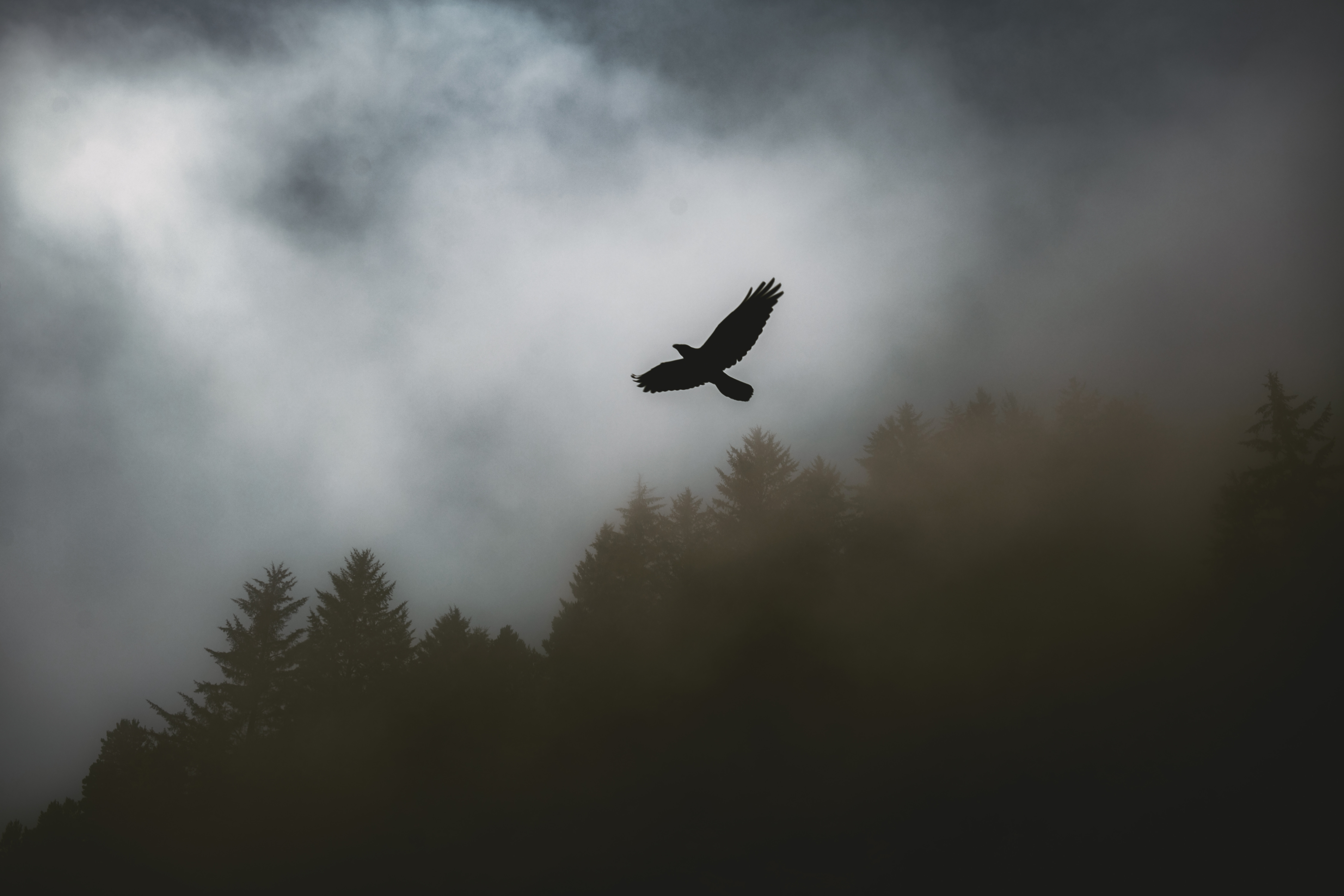 raven, trees, dark, bird, fog