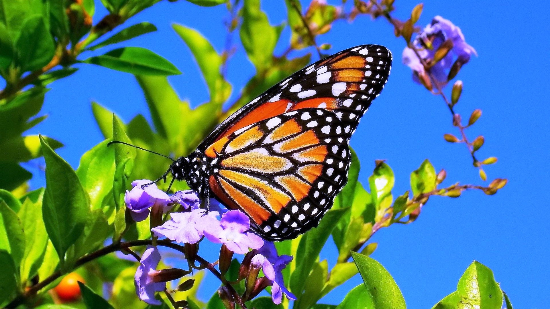 Download mobile wallpaper Flower, Insect, Butterfly, Animal for free.