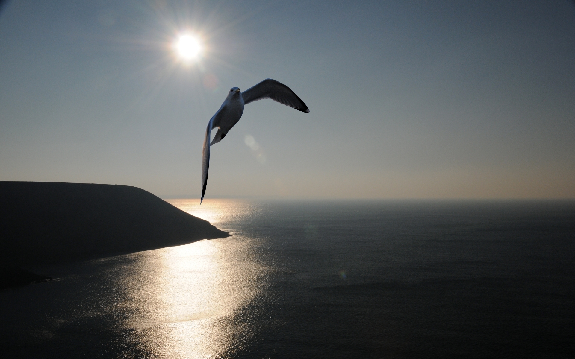 Free download wallpaper Birds, Sky, Sea, Bird, Ocean, Animal, Seagull on your PC desktop