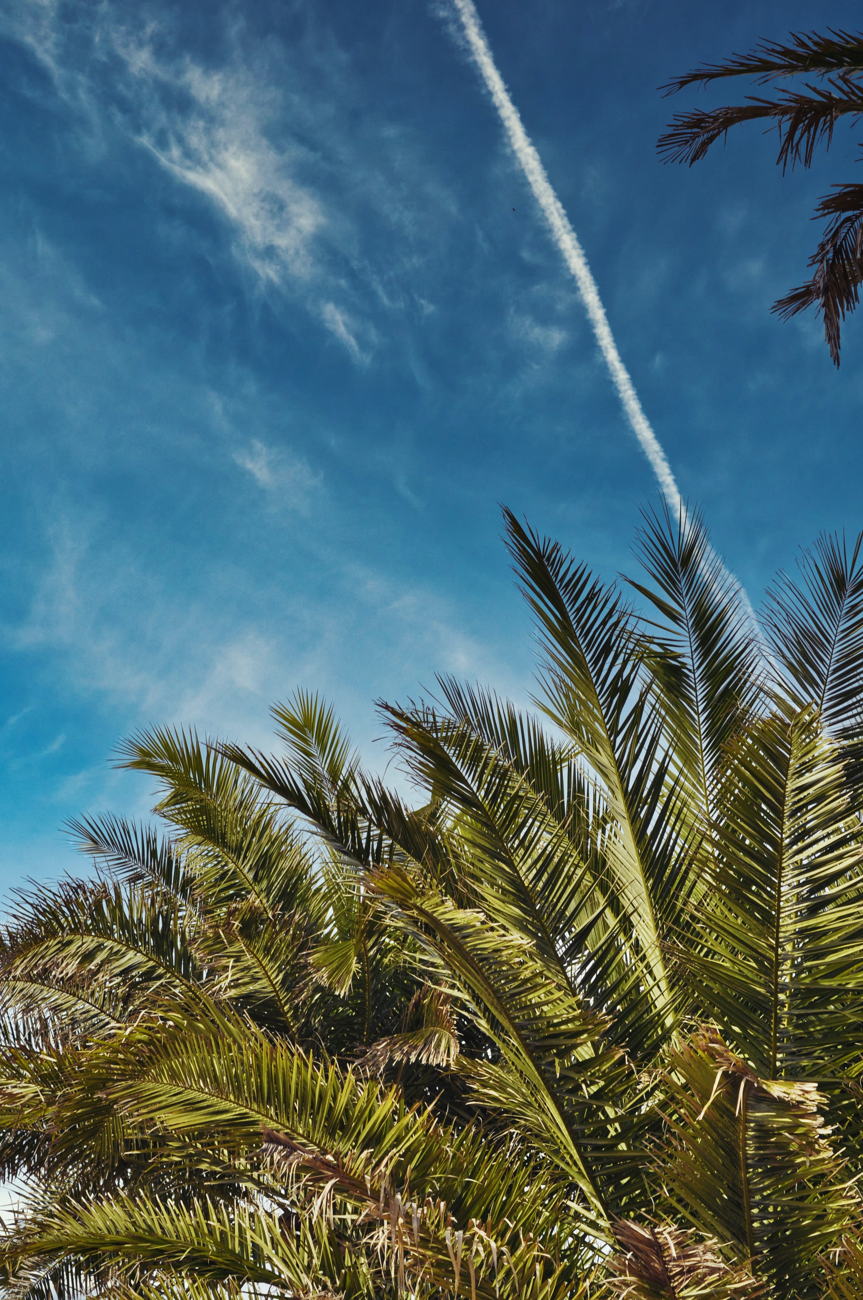 Download mobile wallpaper Sky, Nature, Leaves, Palms for free.