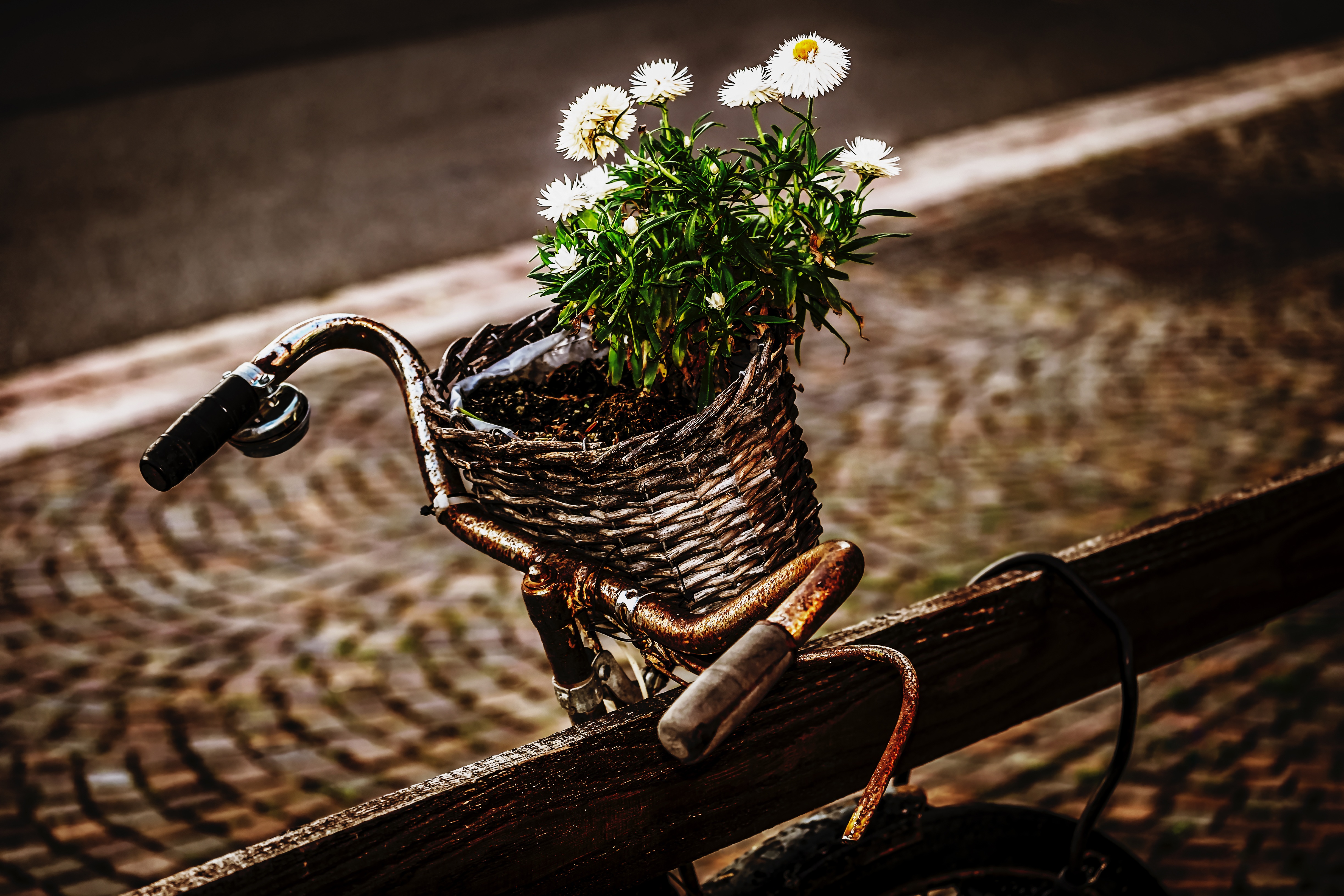 Téléchargez des papiers peints mobile Panier, Rouiller, Fleurs, Bouquet, Bicyclette, Rouille gratuitement.