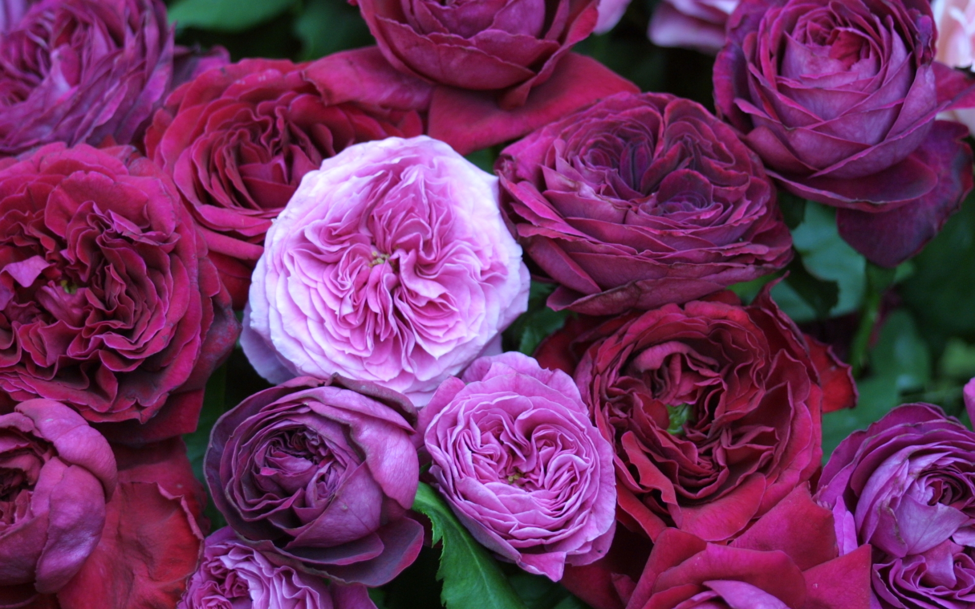 Descarga gratuita de fondo de pantalla para móvil de Plantas, Flores, Roses, Violeta.