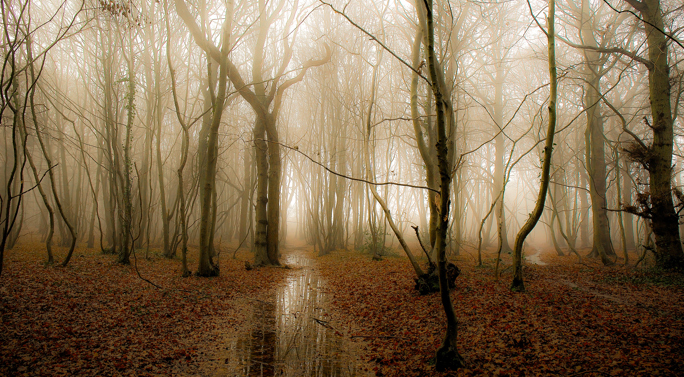 Laden Sie das Natur, Herbst, Wald, Baum, Nebel, Blatt, Strom, Erde/natur-Bild kostenlos auf Ihren PC-Desktop herunter