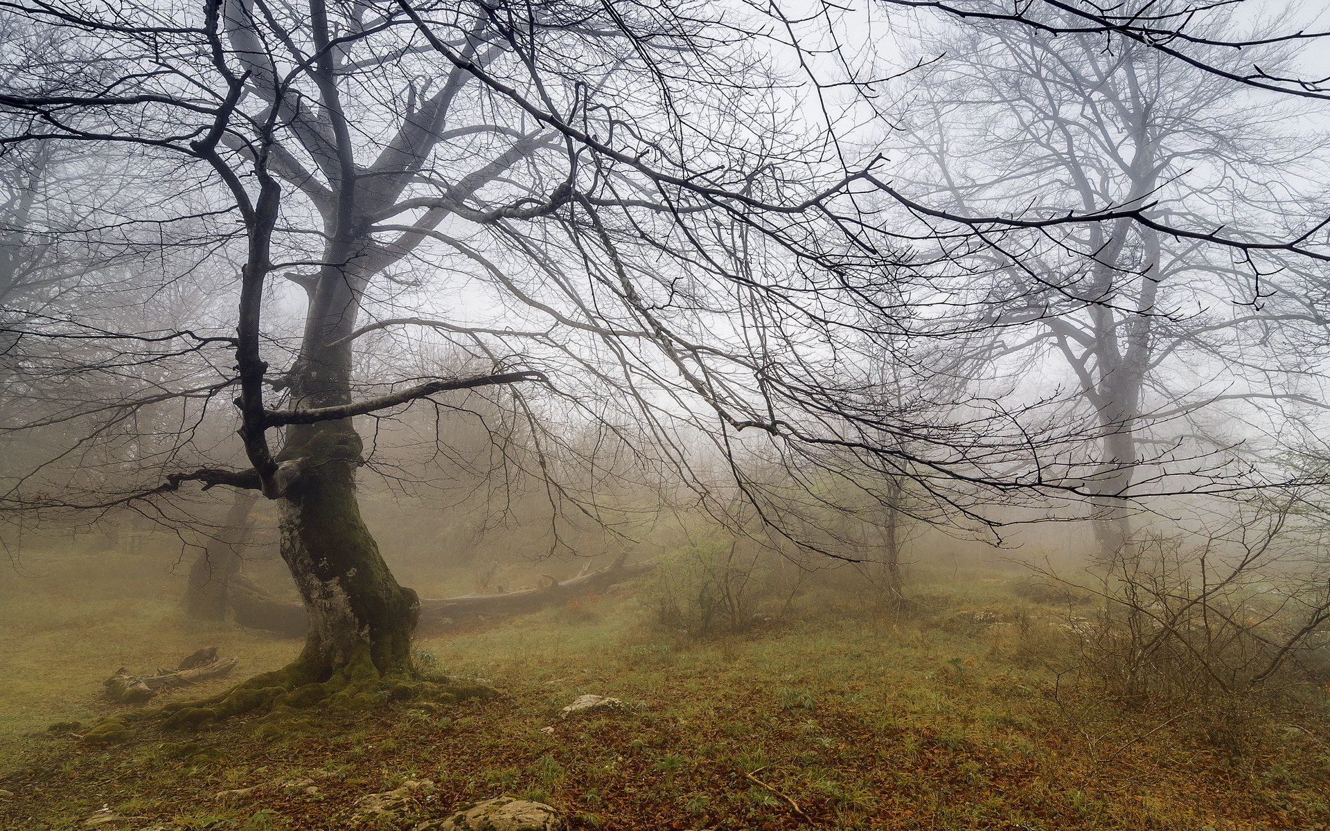 Download mobile wallpaper Fog, Tree, Earth, Landscape for free.