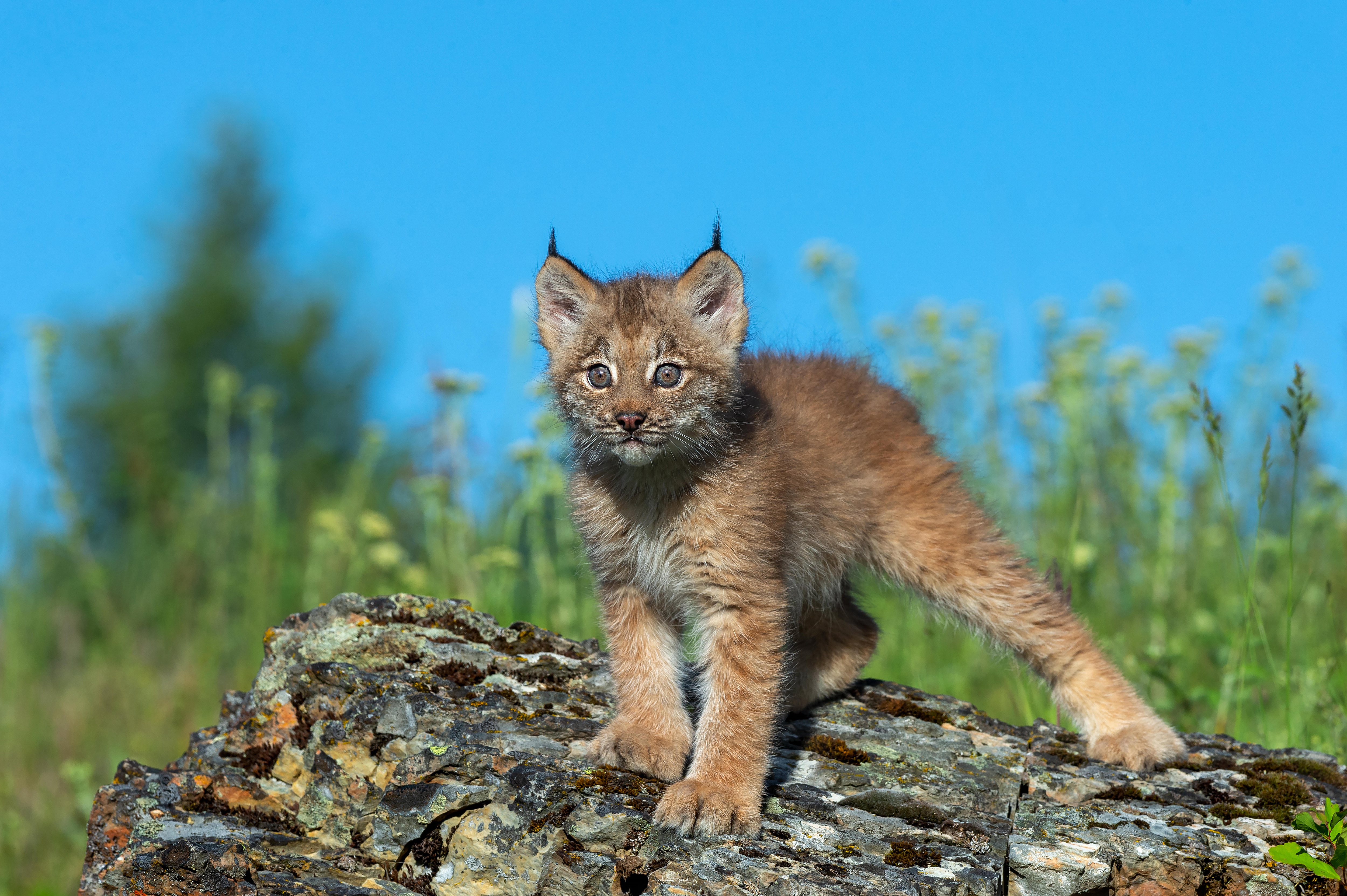 Handy-Wallpaper Tiere, Katzen, Luchs kostenlos herunterladen.