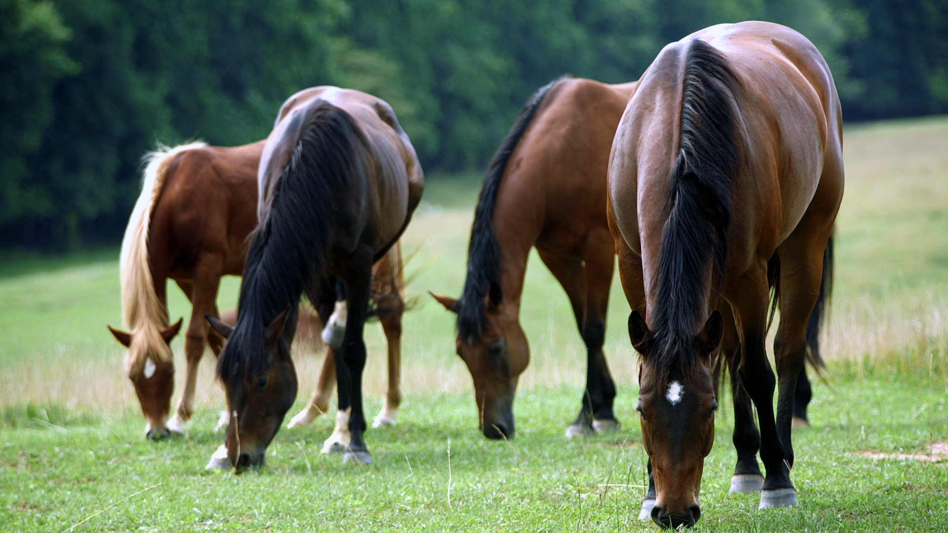 無料モバイル壁紙動物, 馬をダウンロードします。