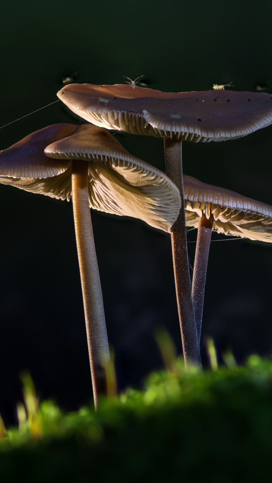 Descarga gratuita de fondo de pantalla para móvil de Champiñón, Tierra/naturaleza.