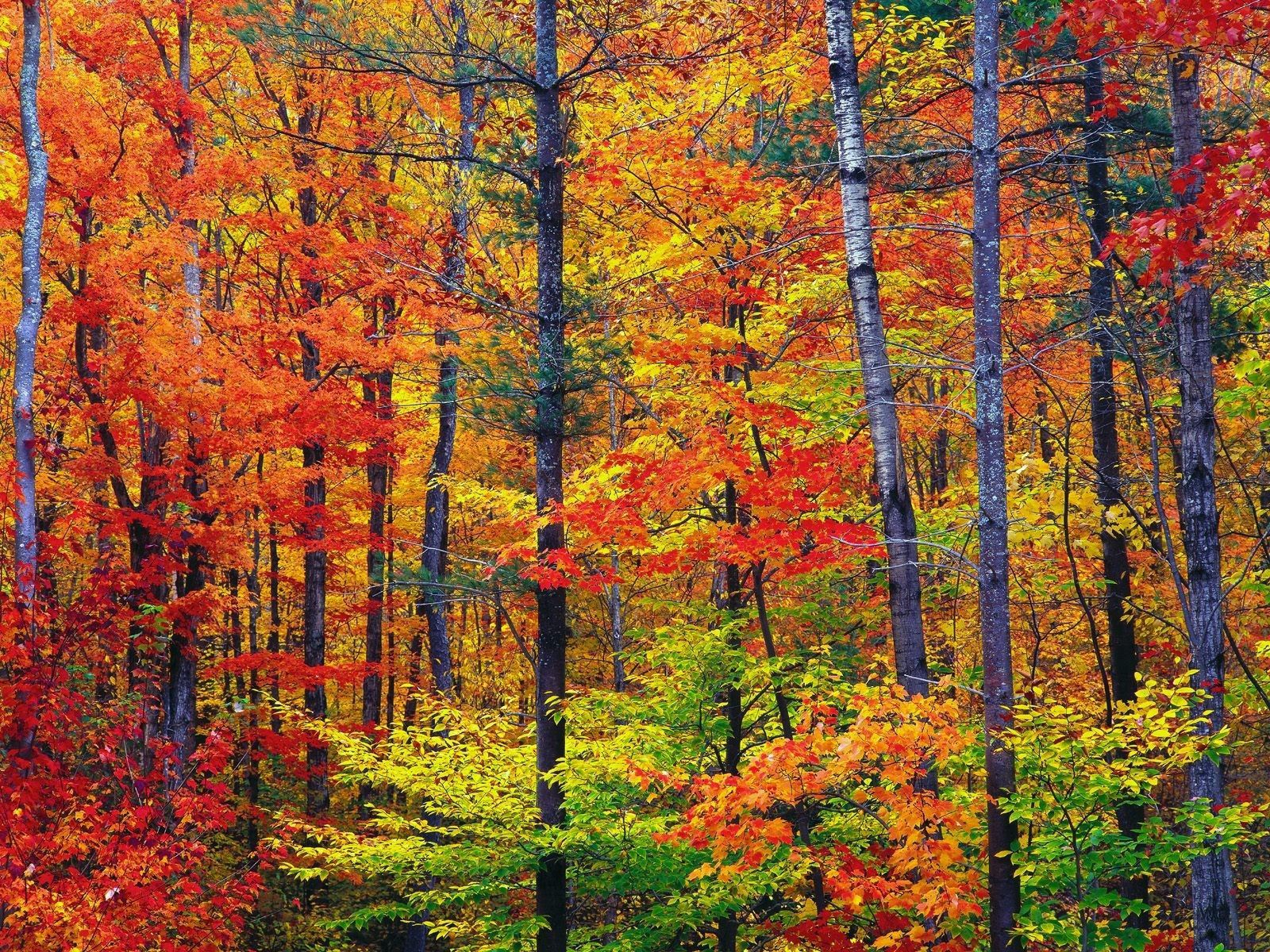 121558 скачать обои лес, осень, краски, природа, деревья, листья, стволы - заставки и картинки бесплатно