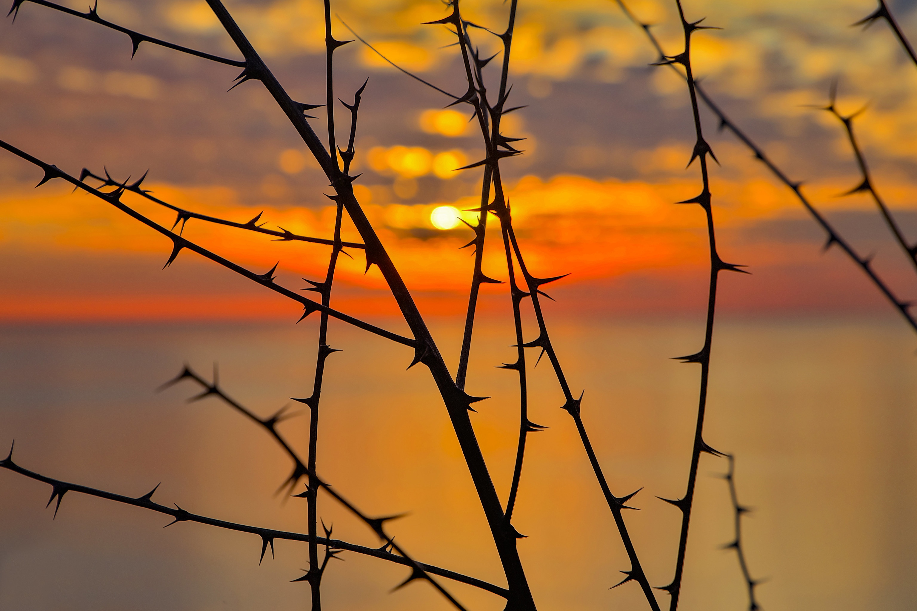 spikes, earth, sunset, branch, silhouette