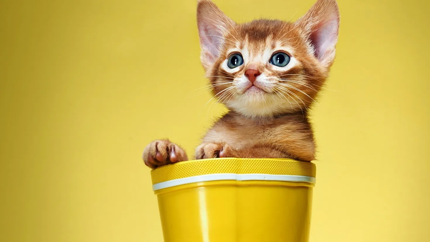 Fond d'écran HD: Chats, Animaux télécharger une image gratuite #47351