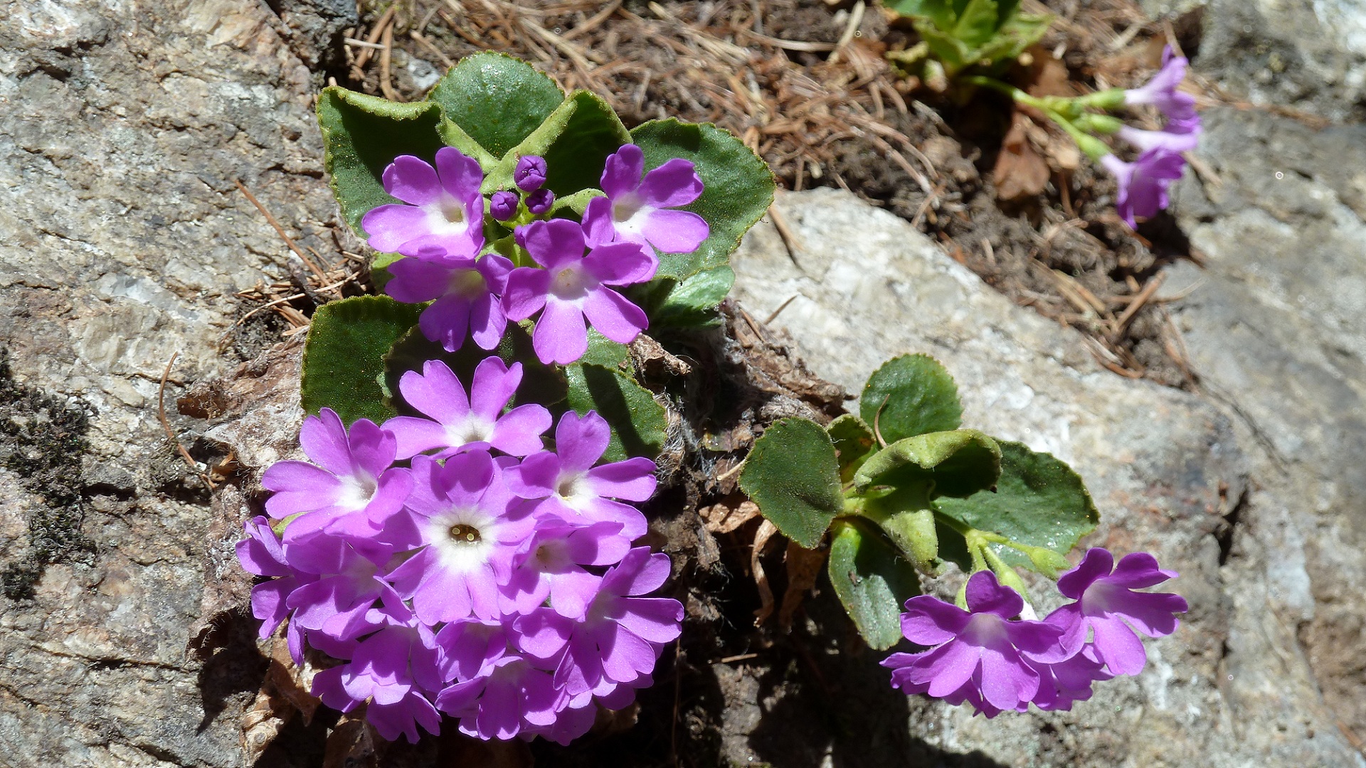 Descarga gratuita de fondo de pantalla para móvil de Flores, Flor, Tierra/naturaleza.