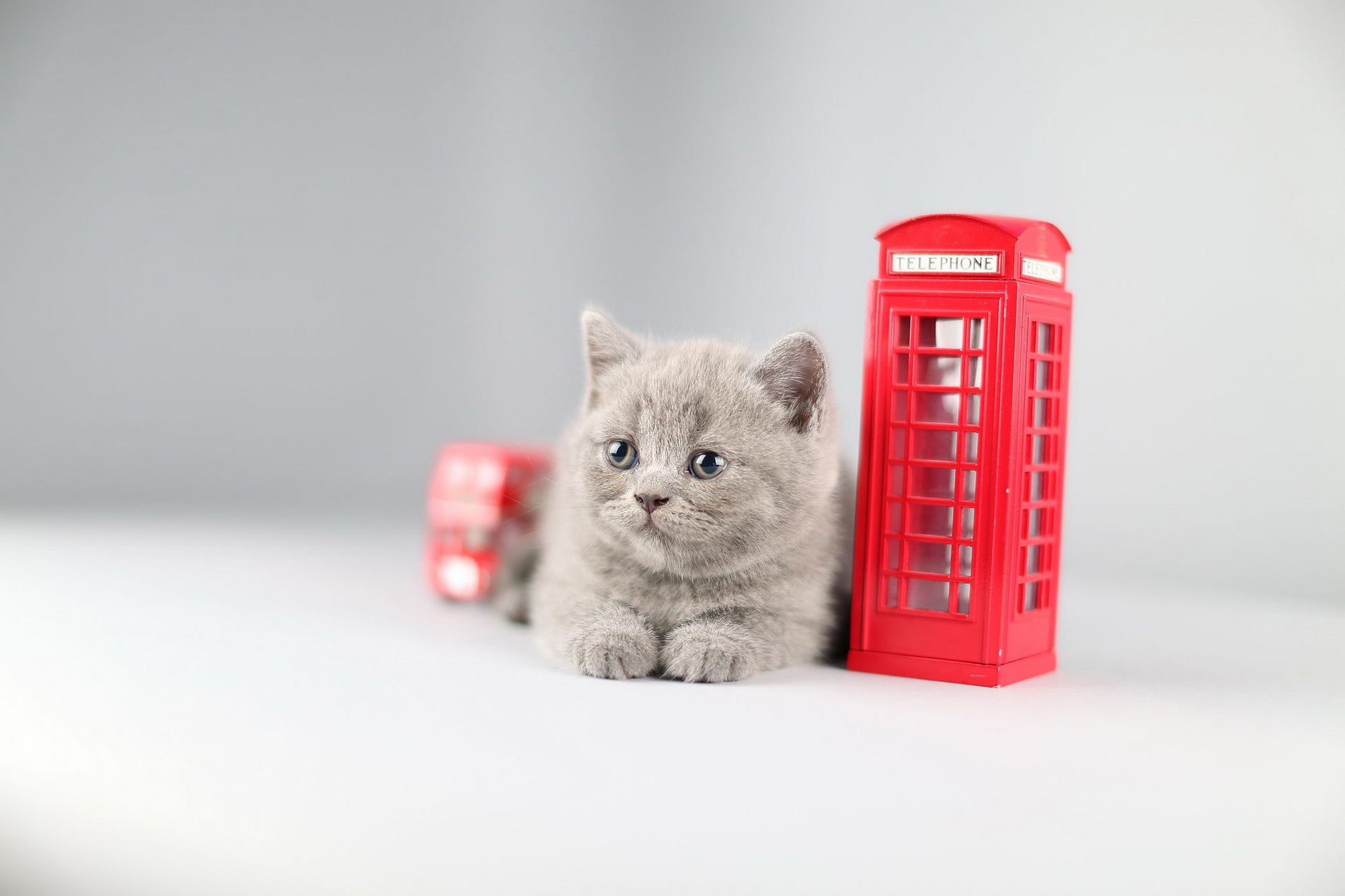 Téléchargez des papiers peints mobile Animaux, Chats, Chat gratuitement.