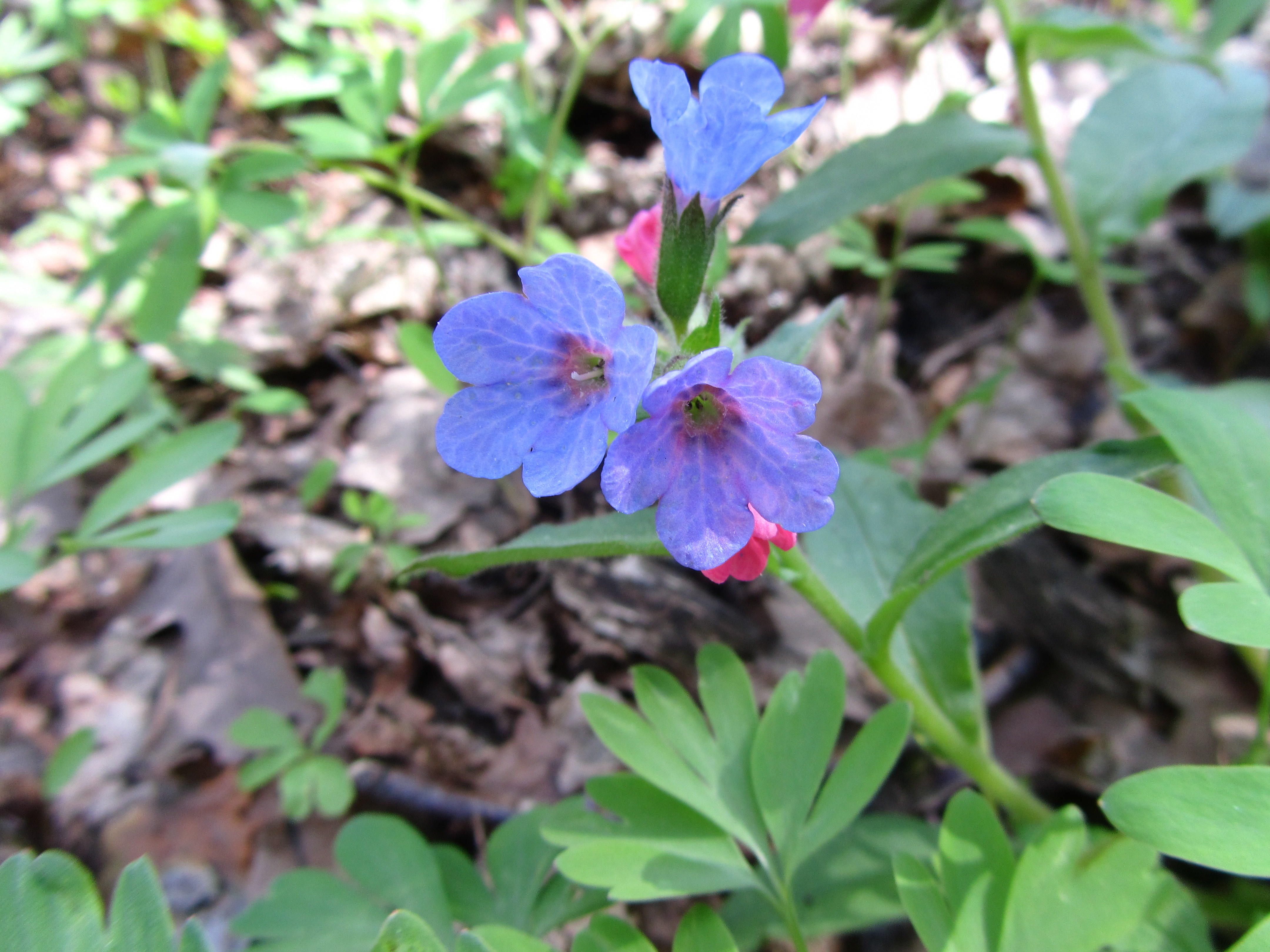 Descarga gratis la imagen Flores, Flor, Tierra/naturaleza en el escritorio de tu PC