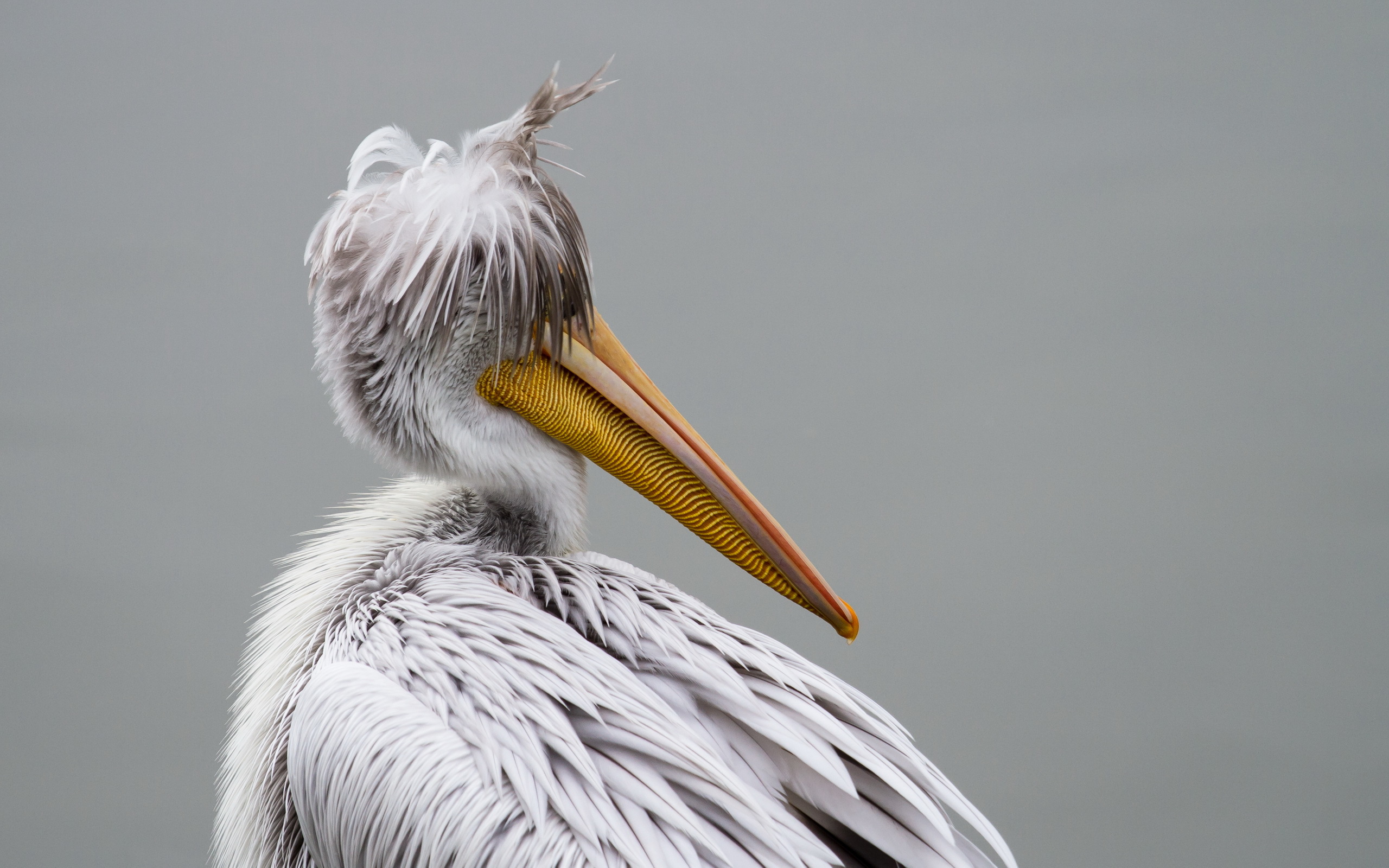 Baixe gratuitamente a imagem Pelicano, Aves, Animais na área de trabalho do seu PC