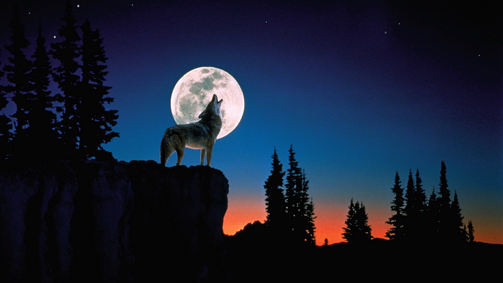 wolf, animal, howling, moon, night, wolves