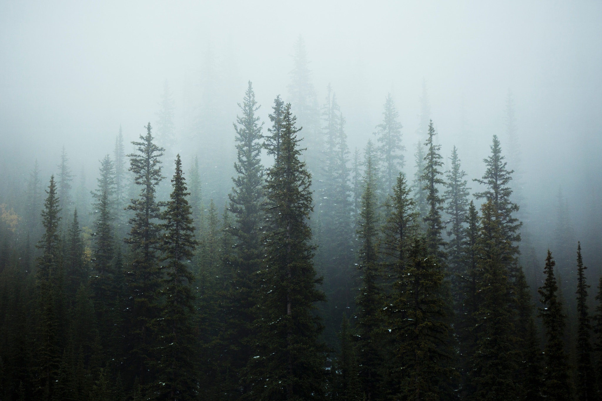 Free download wallpaper Nature, Forest, Tree, Fog, Earth on your PC desktop