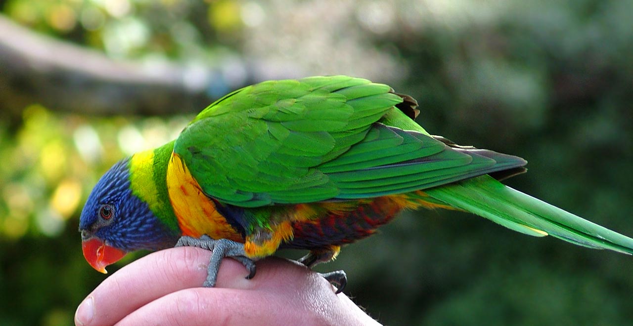 animal, rainbow lorikeet, bird