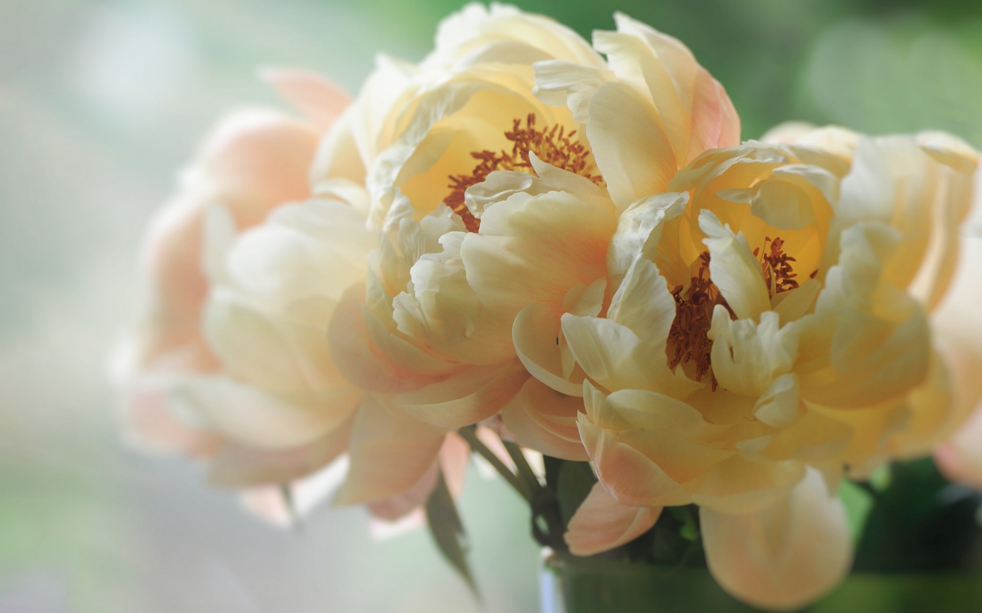Download mobile wallpaper Flowers, Flower, Earth, Peony, White Flower for free.