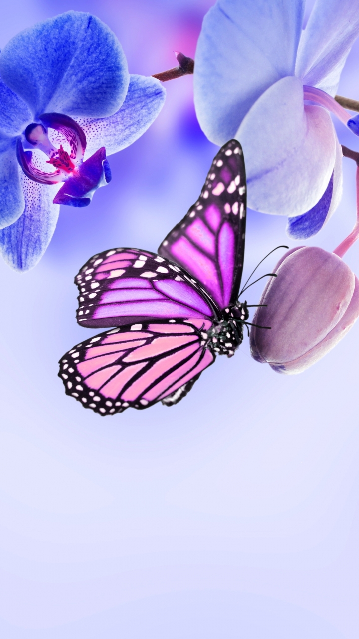 Download mobile wallpaper Flowers, Flower, Earth, Butterfly, Orchid, Blue Flower for free.