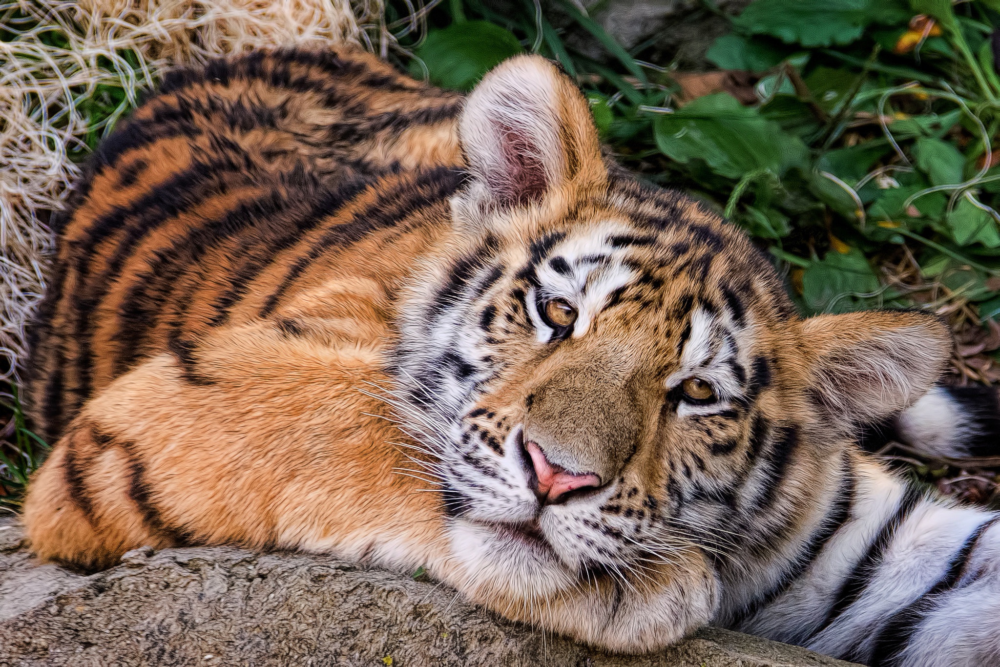 Baixe gratuitamente a imagem Animais, Gatos, Focinho, Tigre na área de trabalho do seu PC