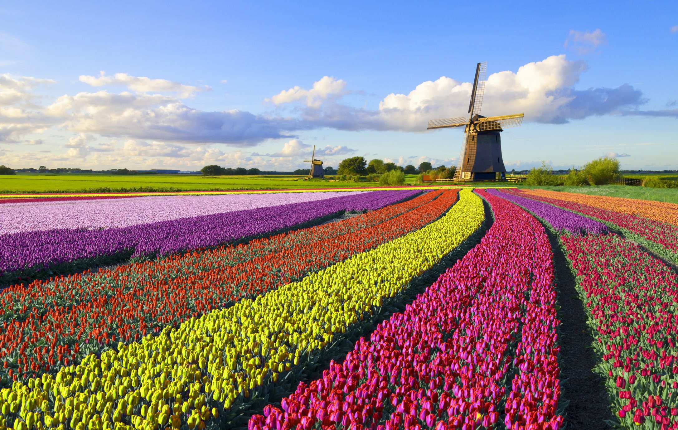 Скачать обои бесплатно Тюльпан, Нидерланды, Ветряная Мельница, Сделано Человеком картинка на рабочий стол ПК