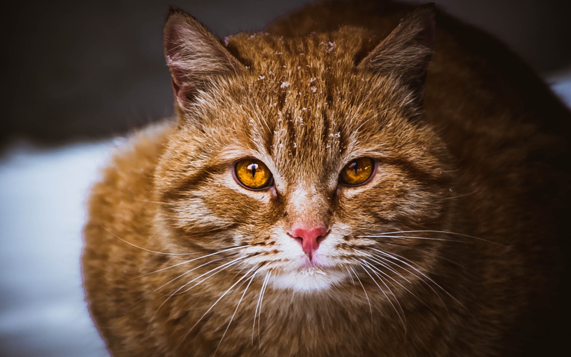 341333 Protetores de tela e papéis de parede Gatos em seu telefone. Baixe  fotos gratuitamente