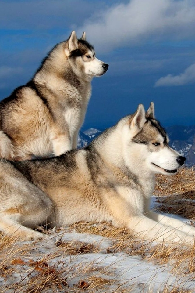 無料モバイル壁紙動物, 冬, 犬, ハスキー, シベリアンハスキーをダウンロードします。