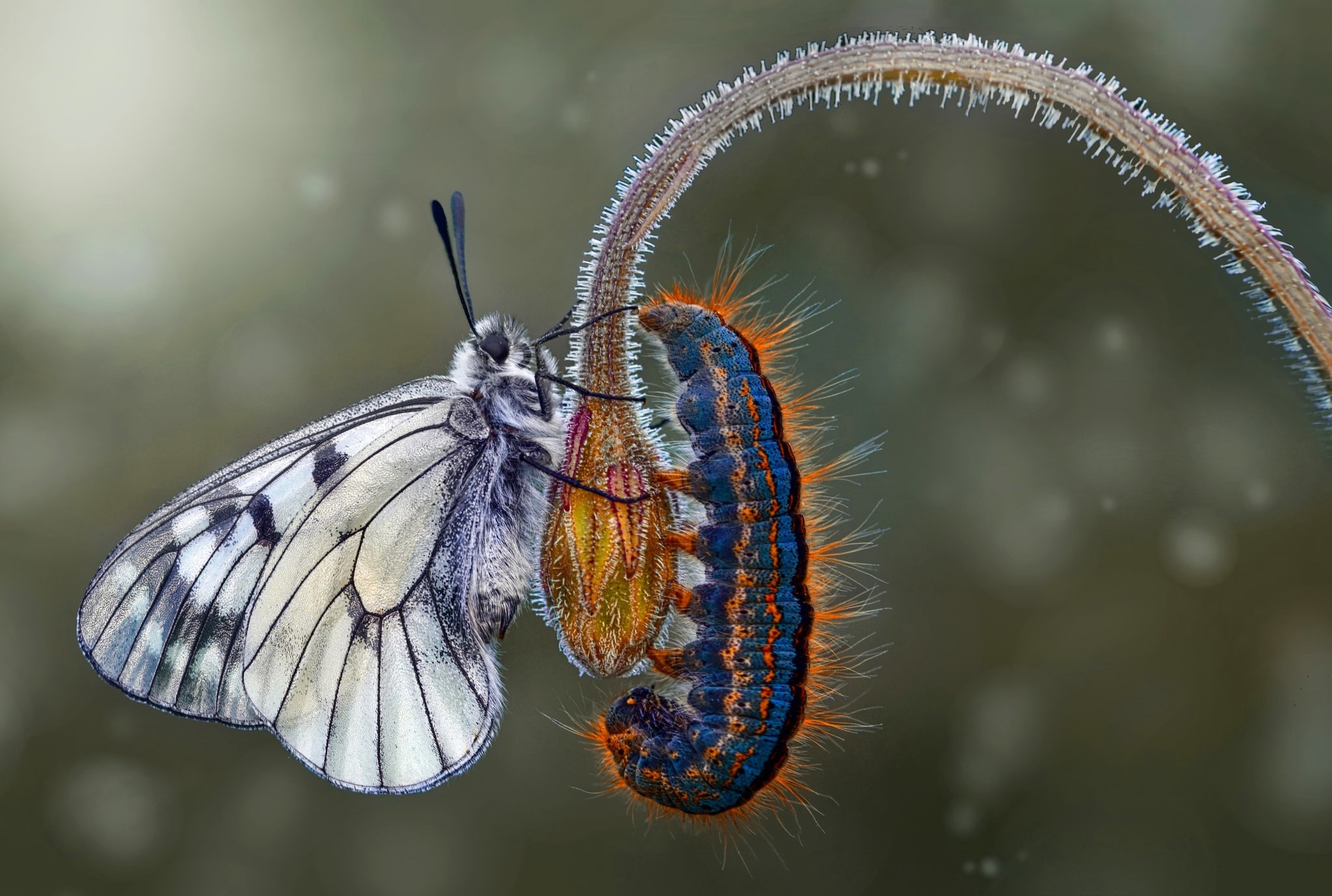 Laden Sie das Tiere, Schmetterlinge, Makro, Insekt, Raupe-Bild kostenlos auf Ihren PC-Desktop herunter